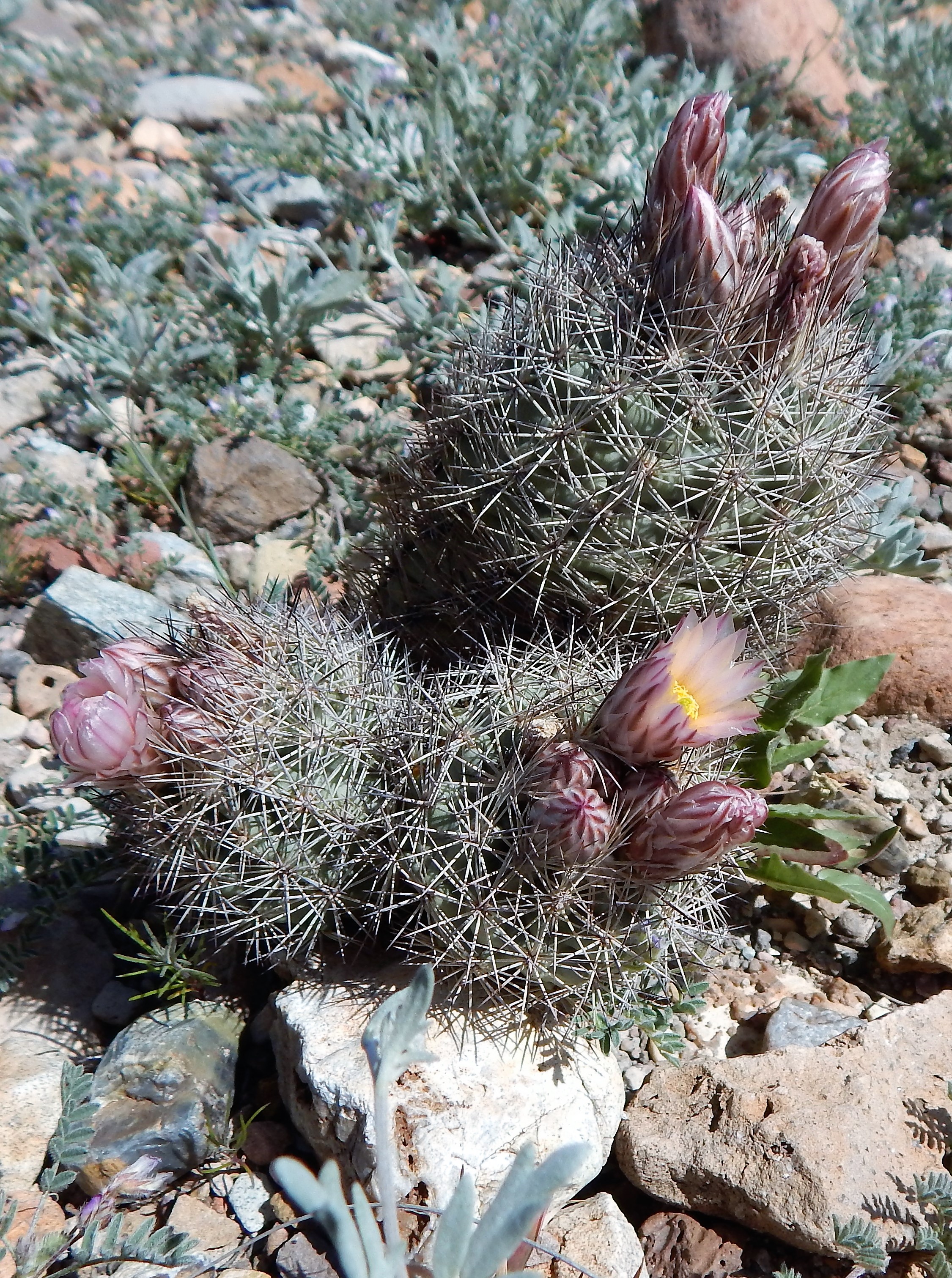 <i>Echinomastus warnockii</i>; Warnock's Pinapple Cactus
