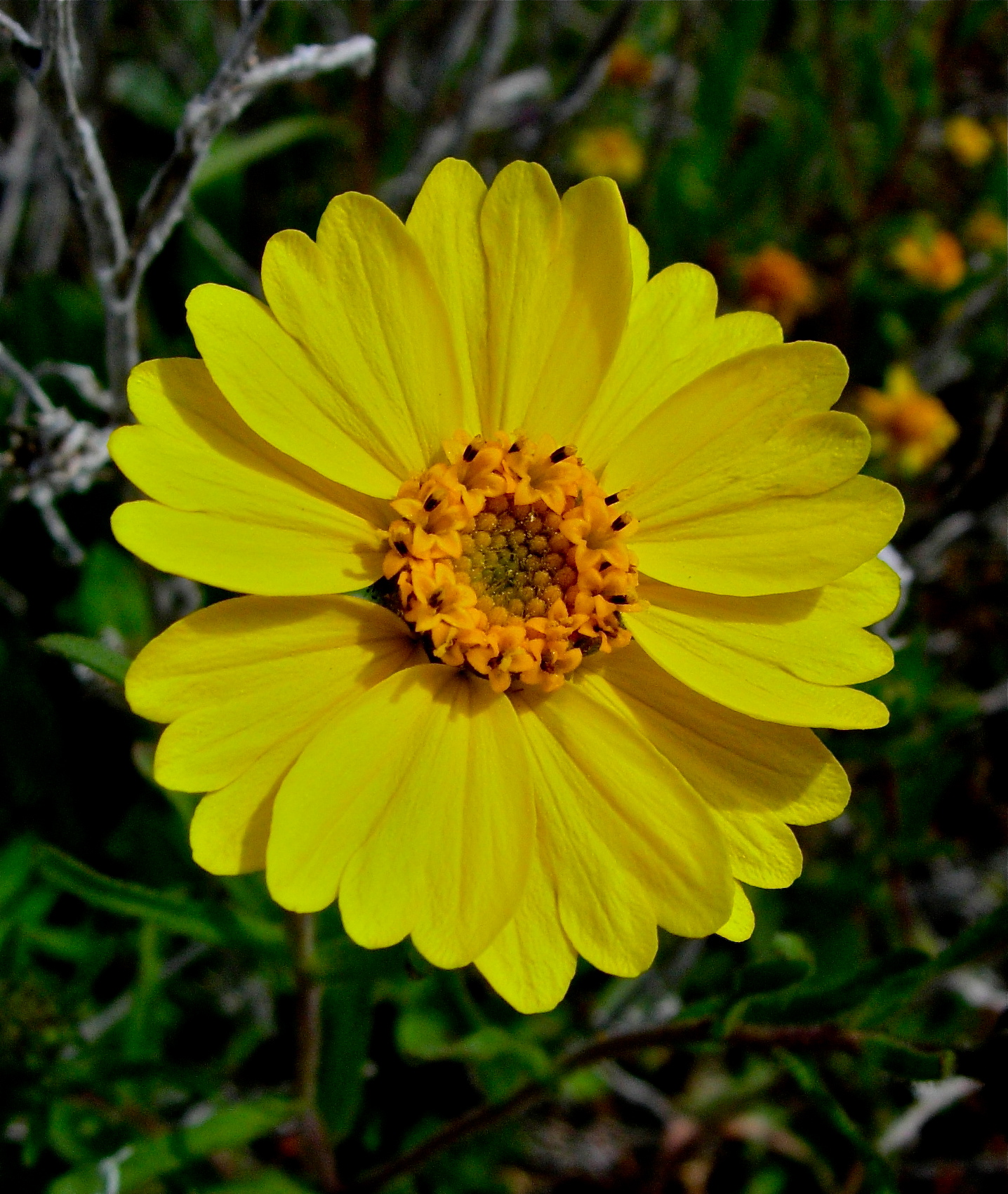 <i>Layia gaillardioides</i>