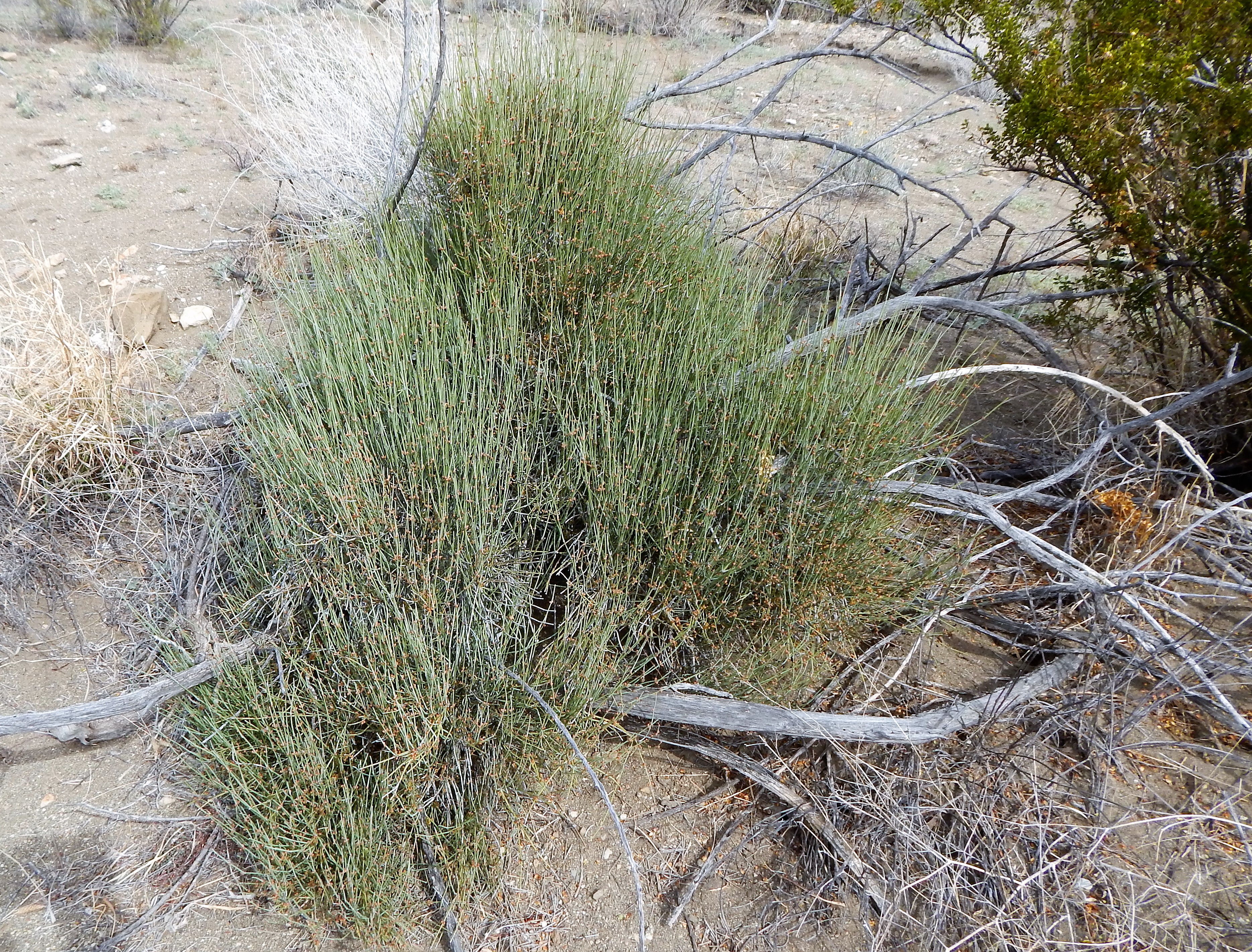 <i>Ephedra antisyphilitica</i>; Clap-weed, Popote