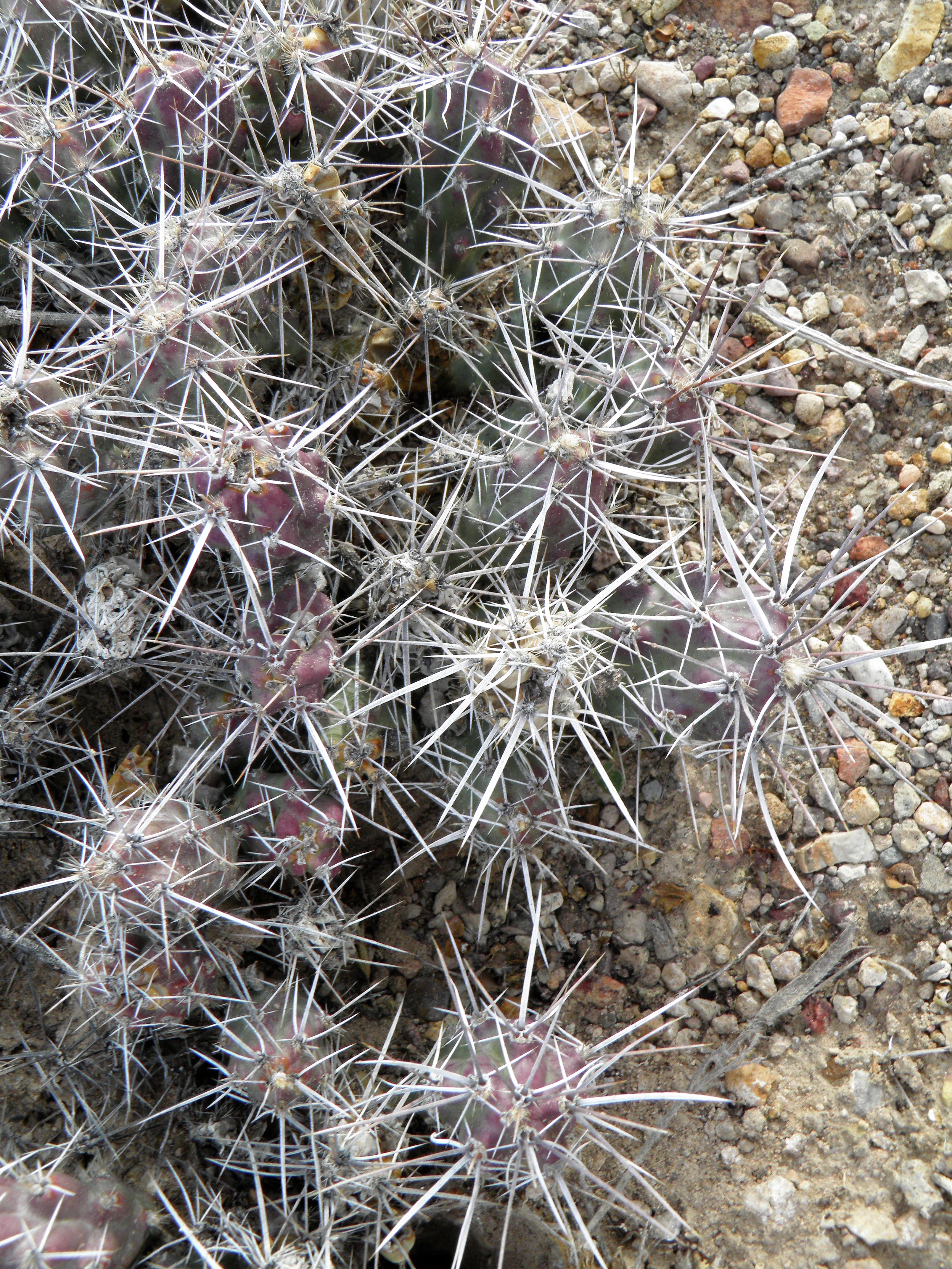 <i>Grusonia aggeria</i>; Clumped Dog Cholla