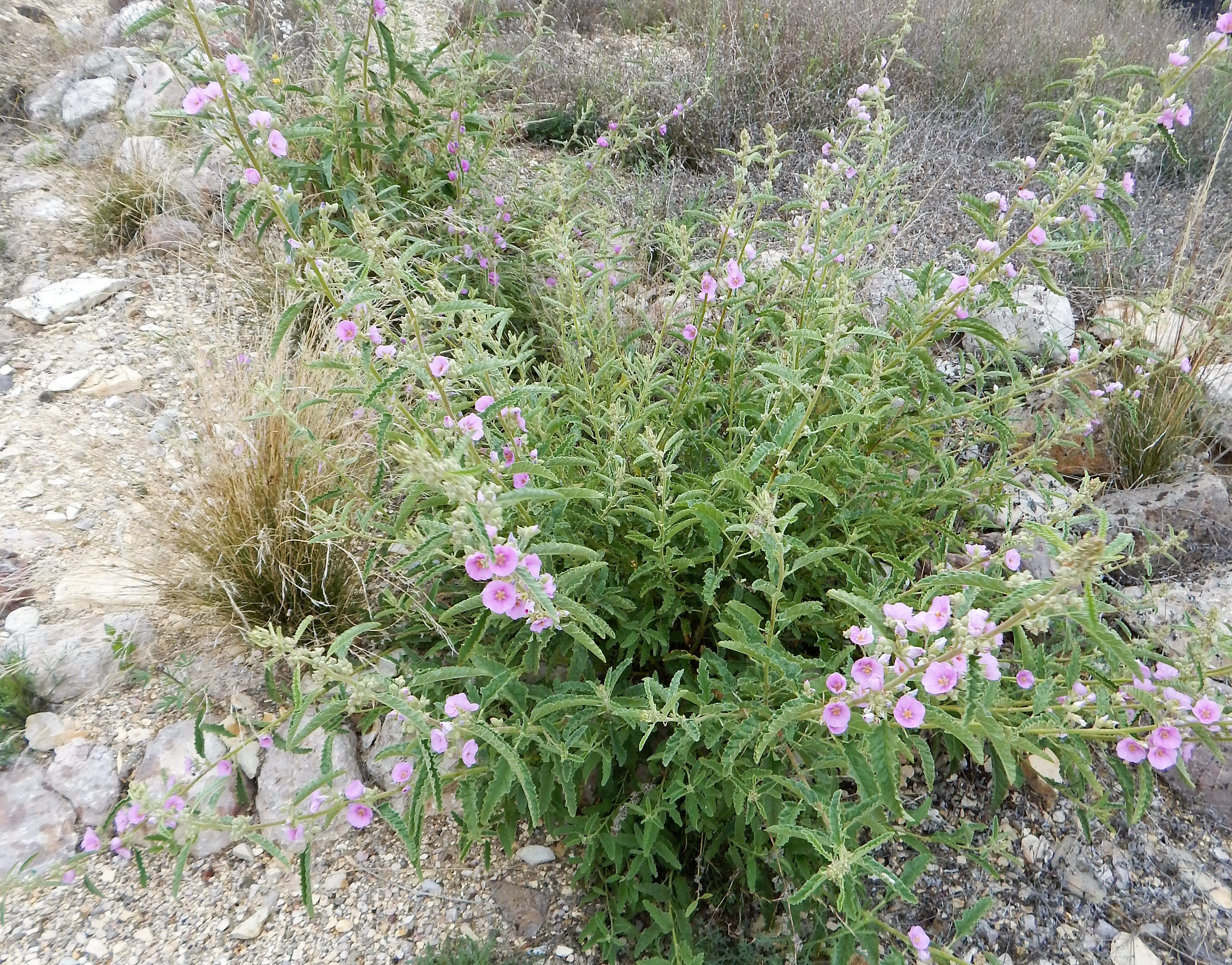 <i>Sphaeralcea angustifolia</i>; Narrowleaf Globemallow