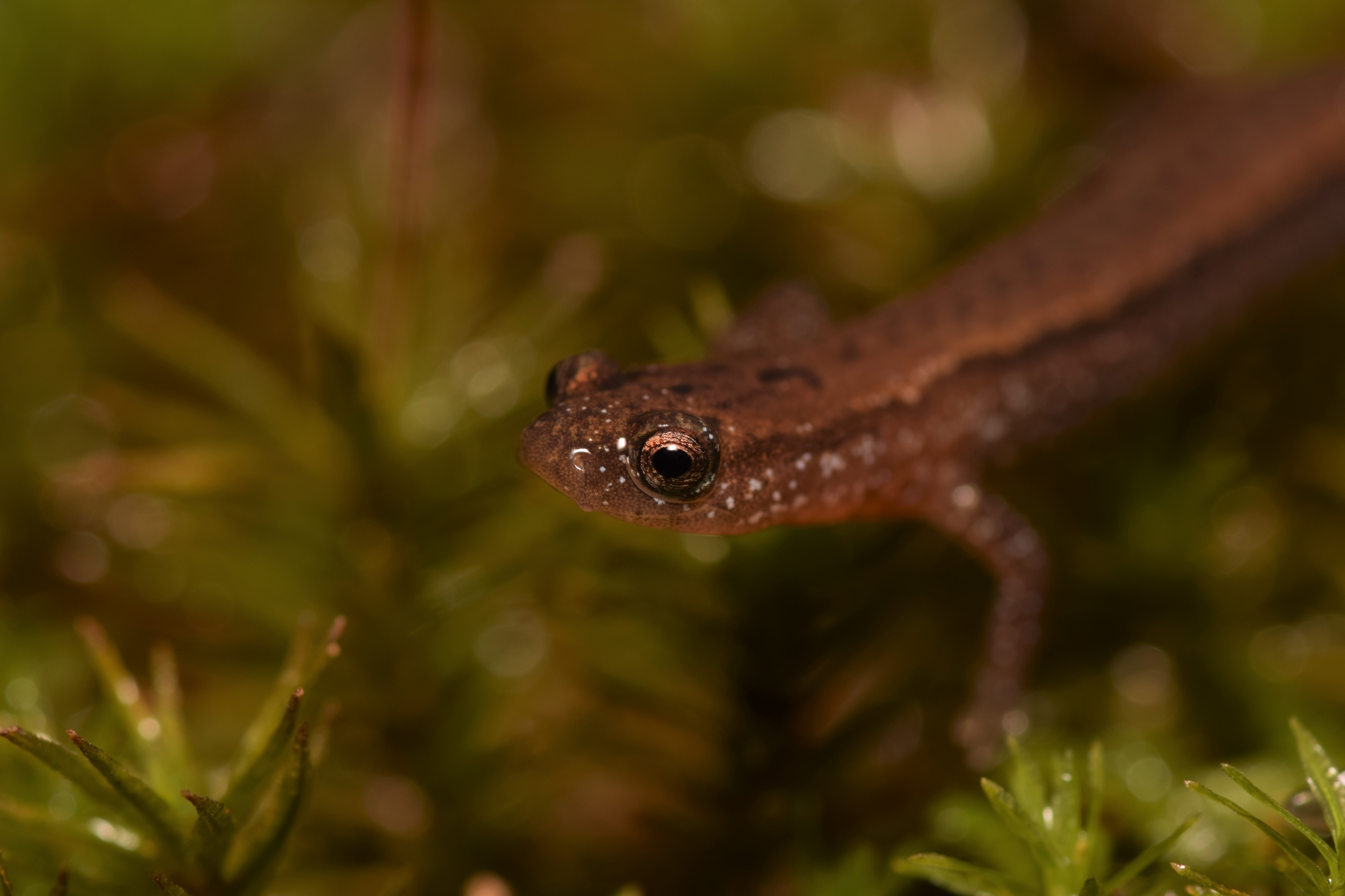 <i>Eurycea paludicola</i>; Western Dwarf Salamander