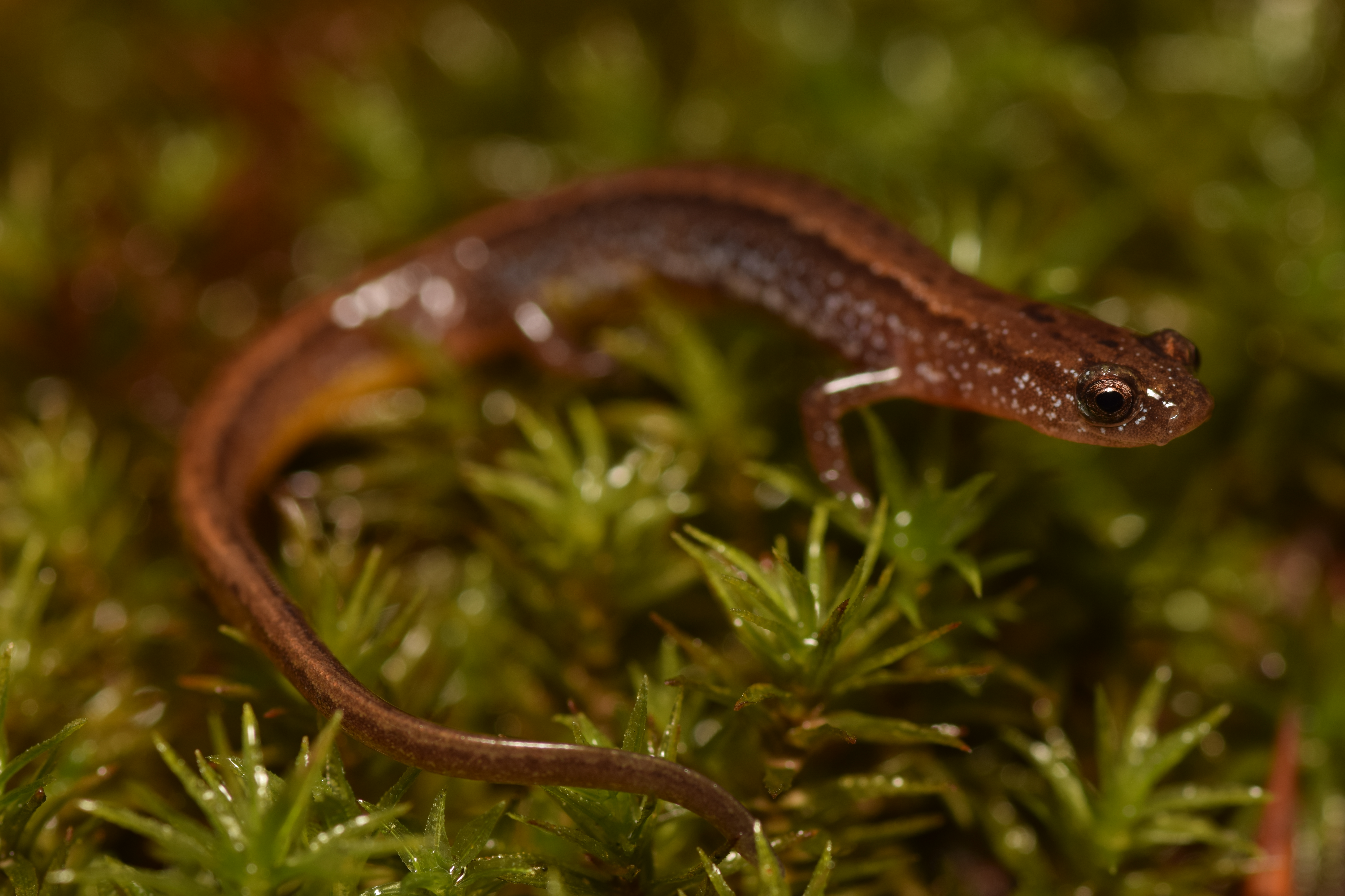 <i>Eurycea paludicola</i>; Western Dwarf Salamander