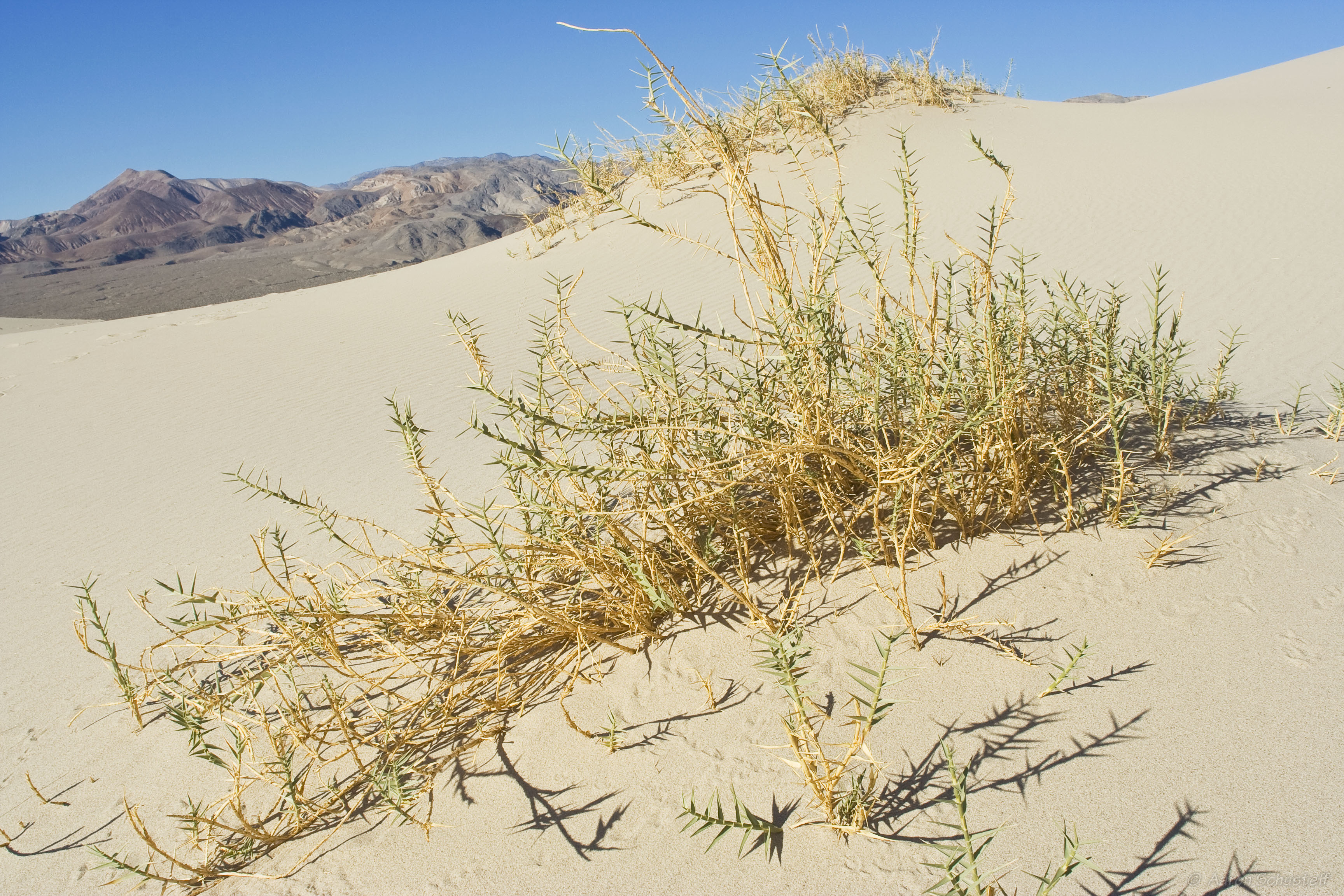 <i>Swallenia alexandrae</i>; Eureka Valley Dune Grass