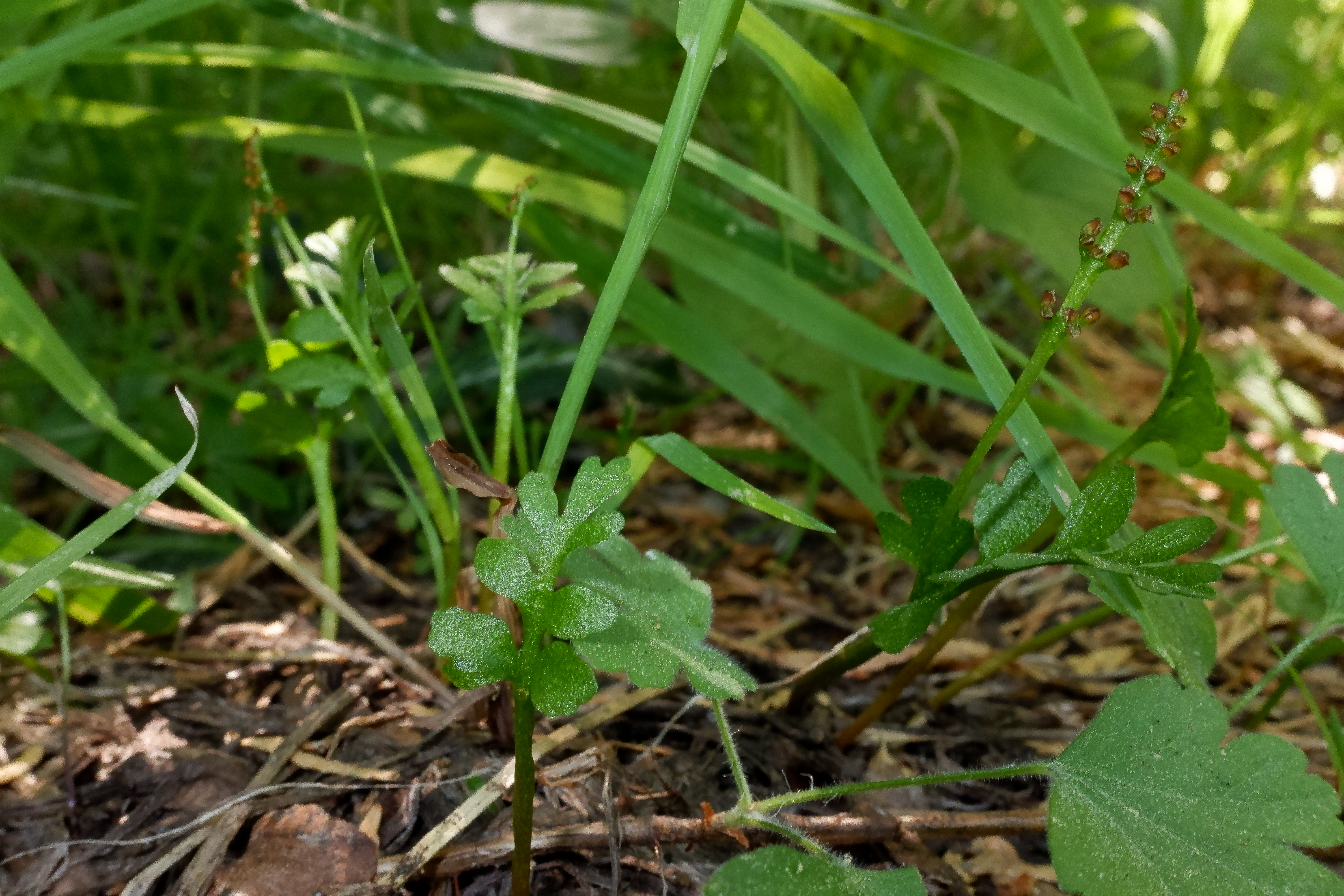 <i>Botrychium pinnatum</i>