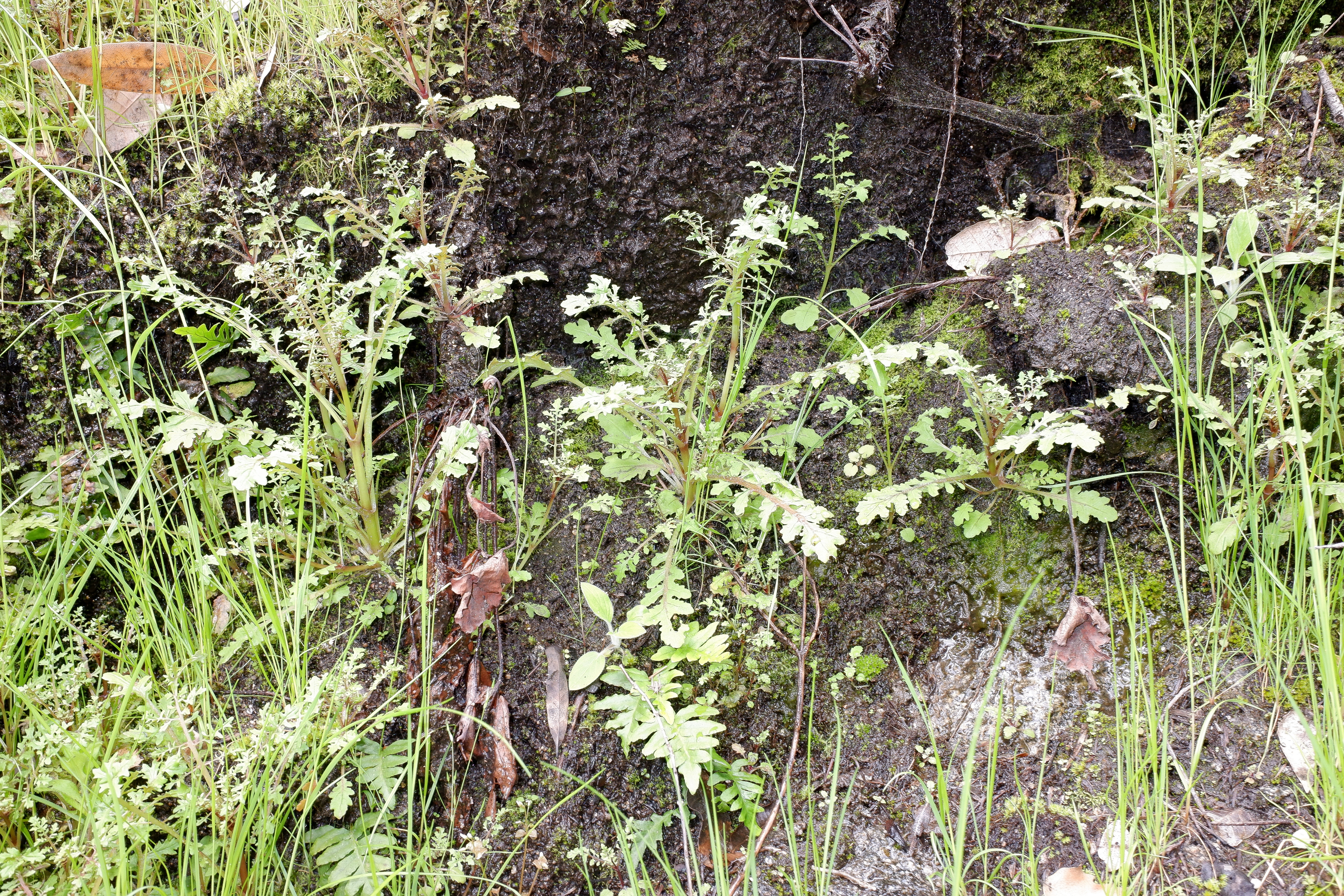<i>Erythranthe filicifolia</i>