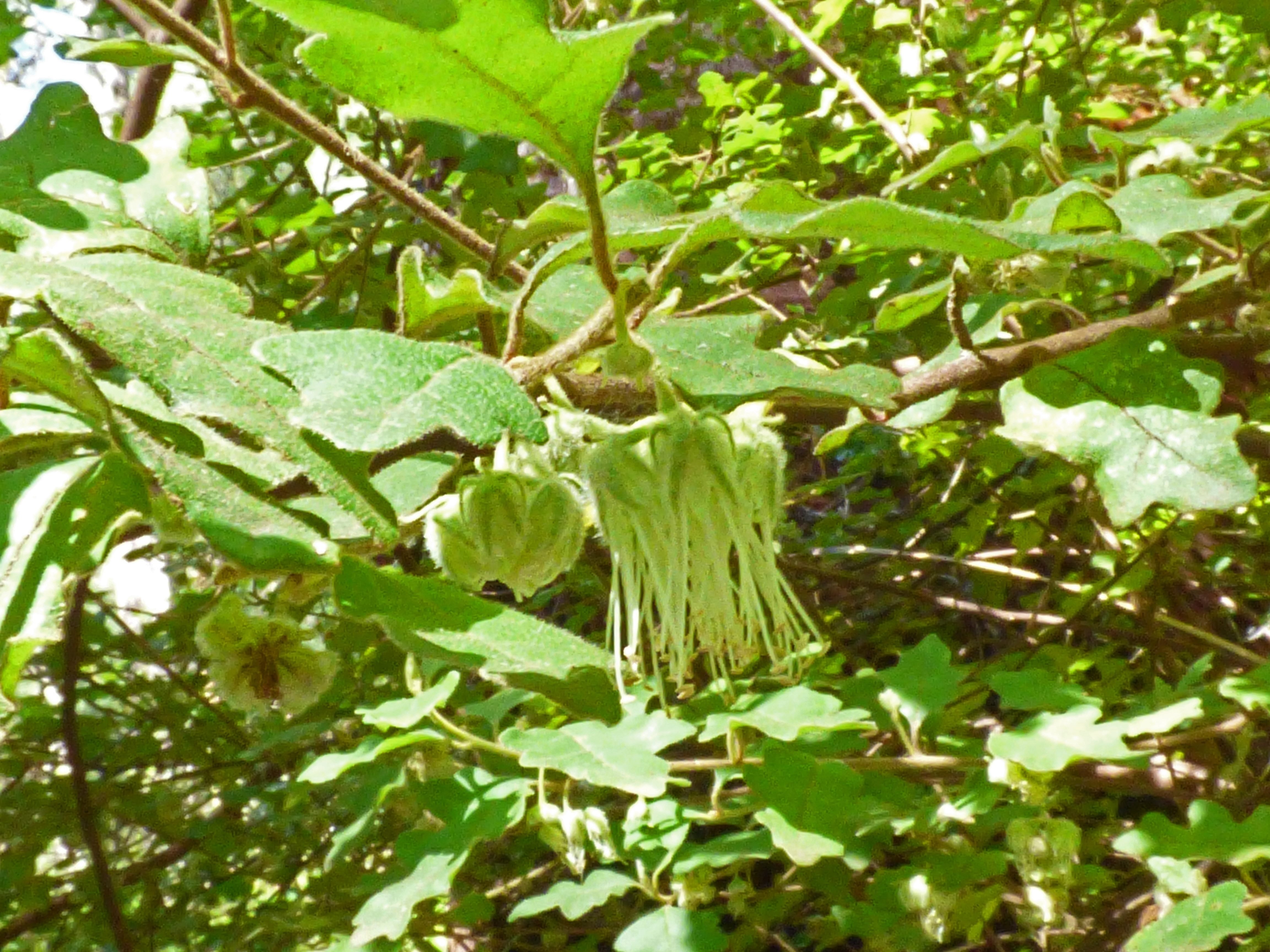 <i>Chorilaena quercifolia</i>; Karri Oak