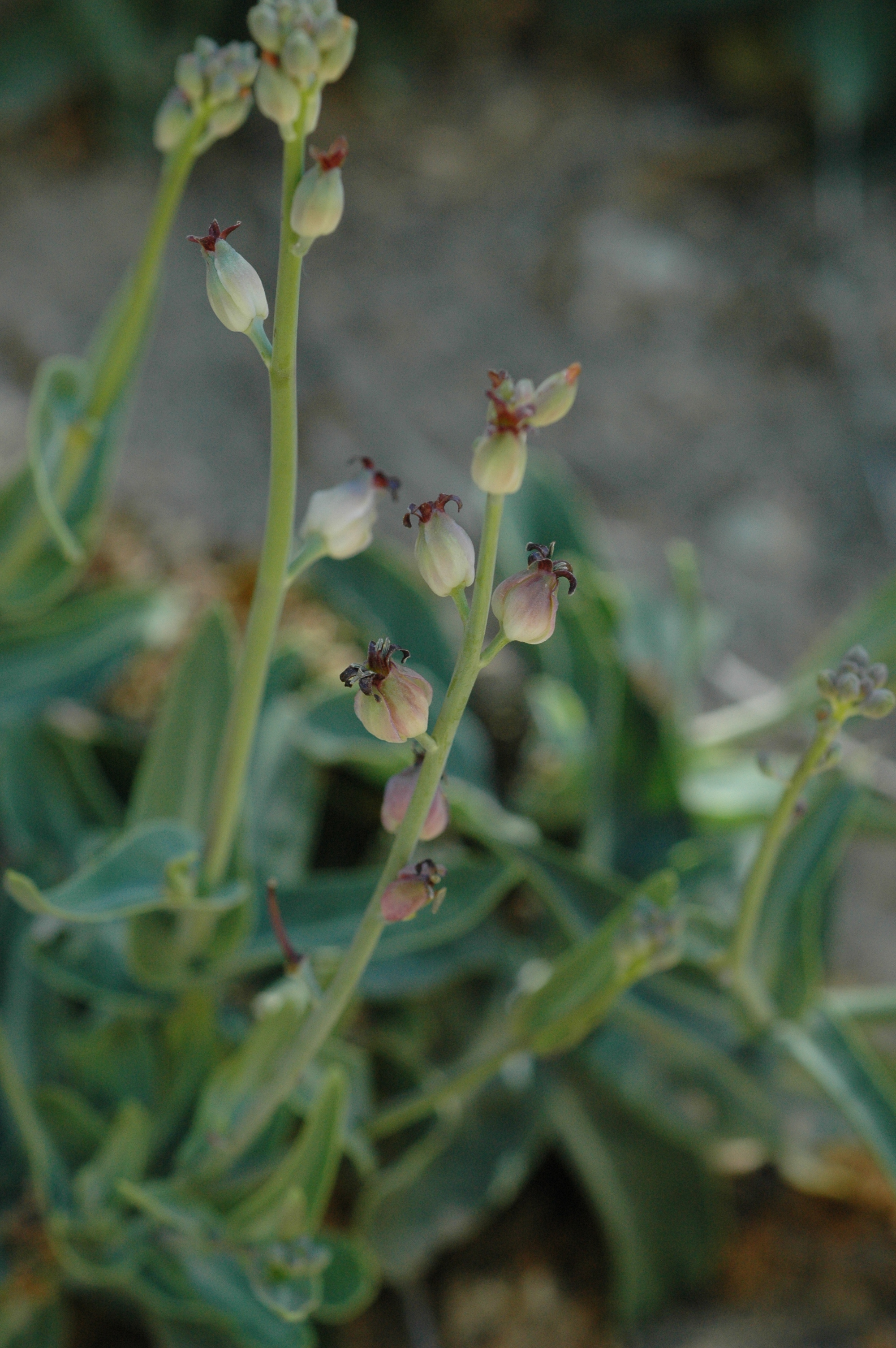 <i>Streptanthus medeirosii</i>; Tejon Jewelflower
