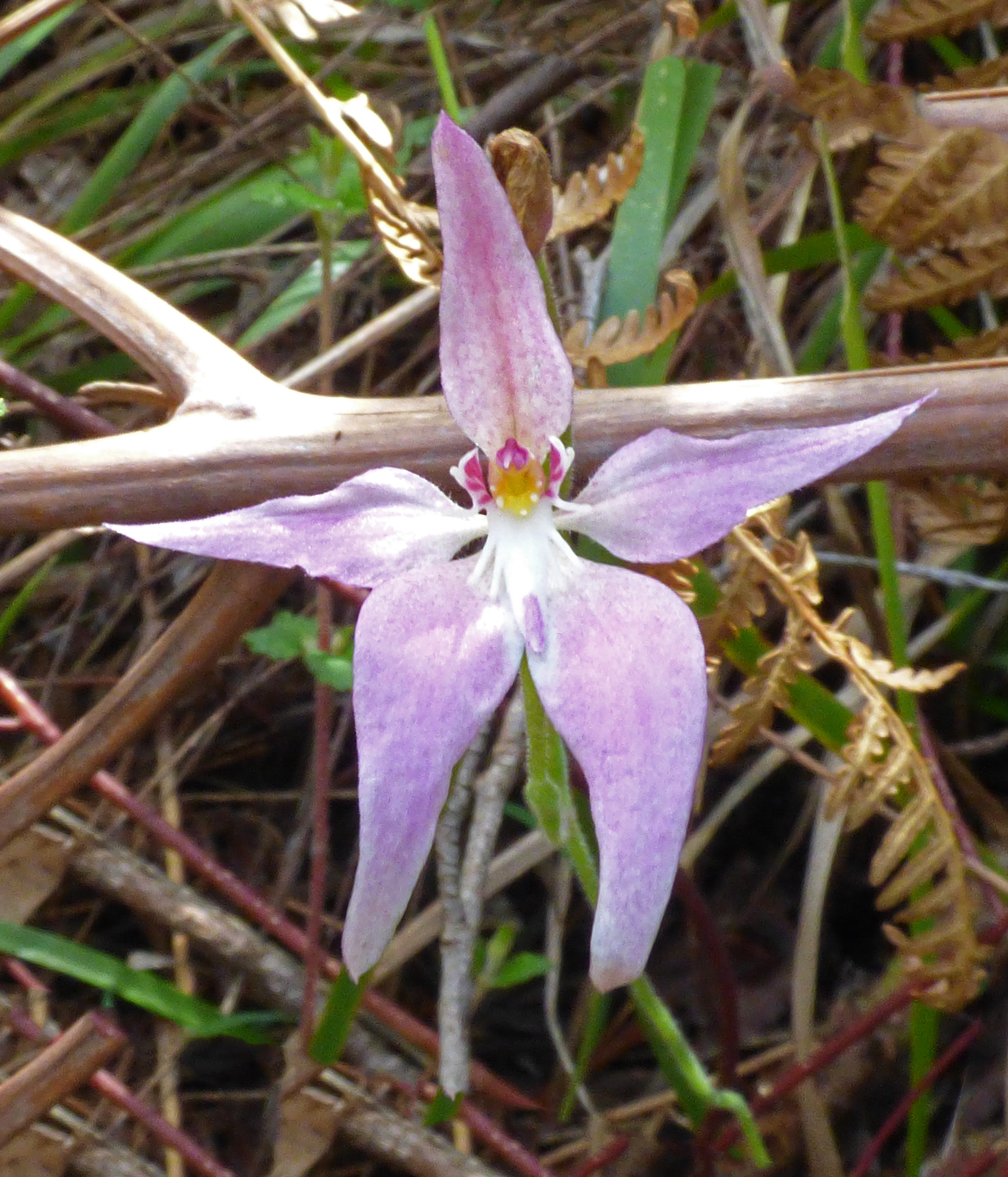 <i>Caladenia latifolia</i>; Pink Fairy Orchid