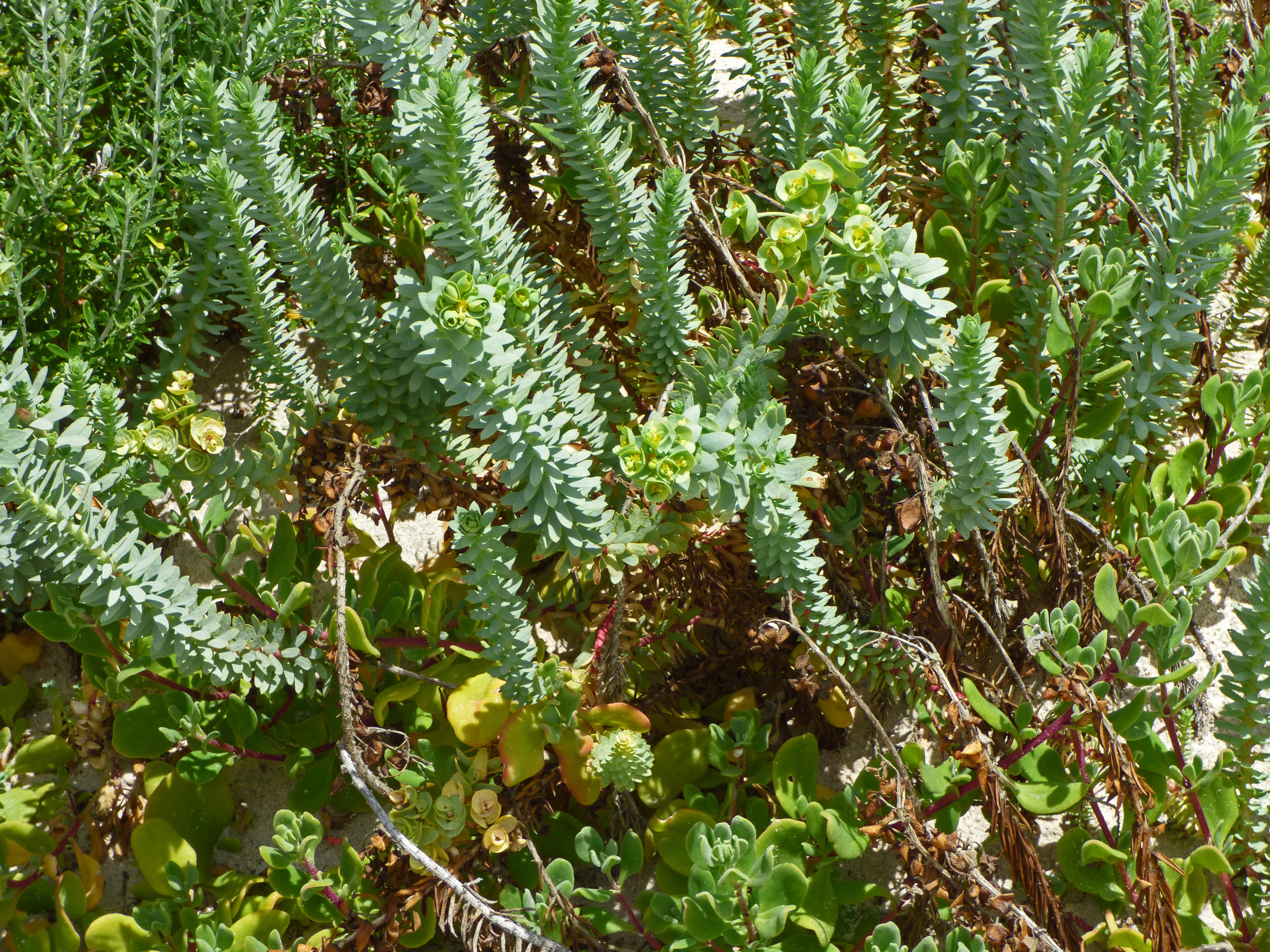 <i>Euphorbia paralias</i>; Sea Spurge