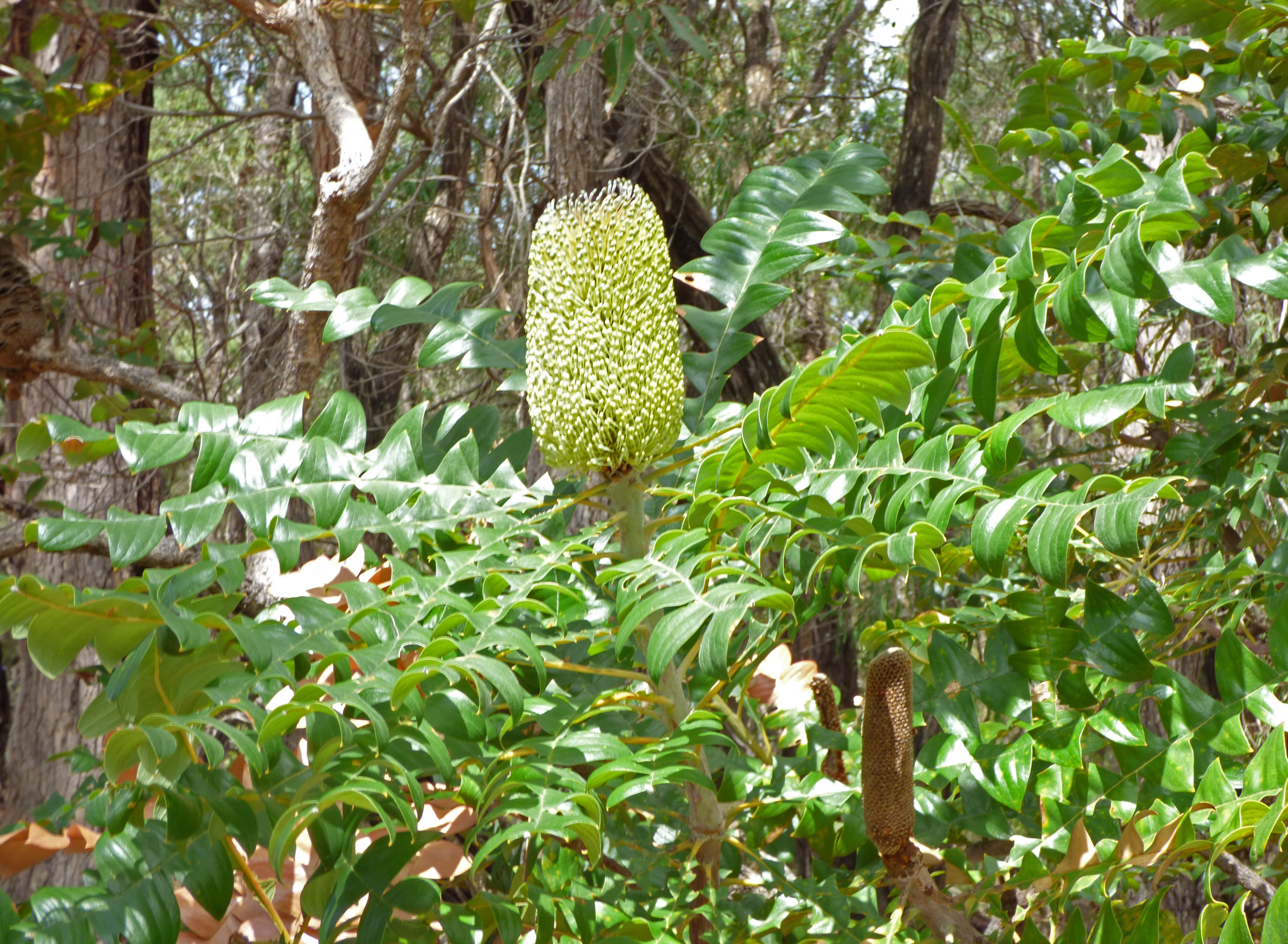 <i>Banksia grandis</i>; Bull Banksia