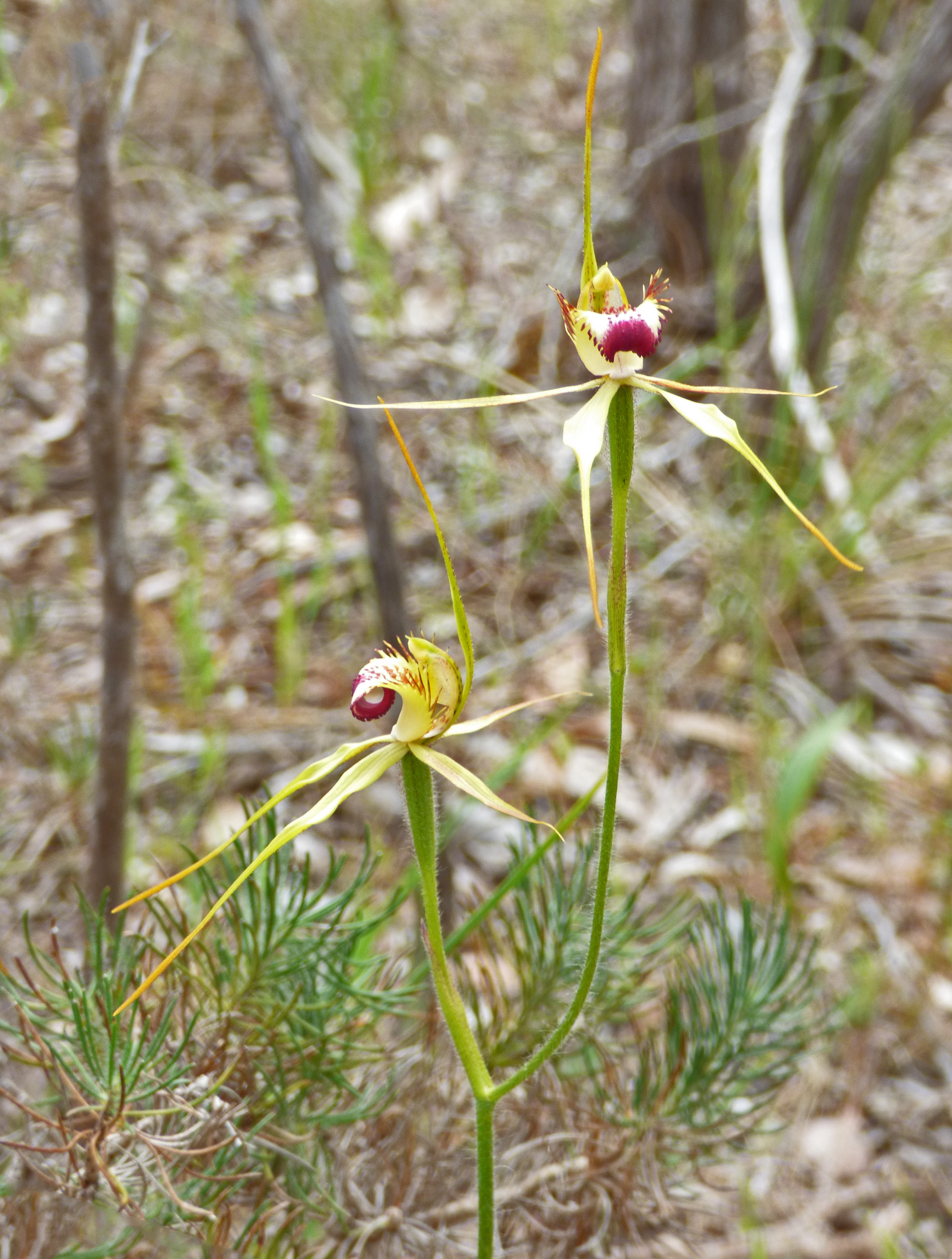 <i>Caladenia brownii</i>; Karri Spider Orchid