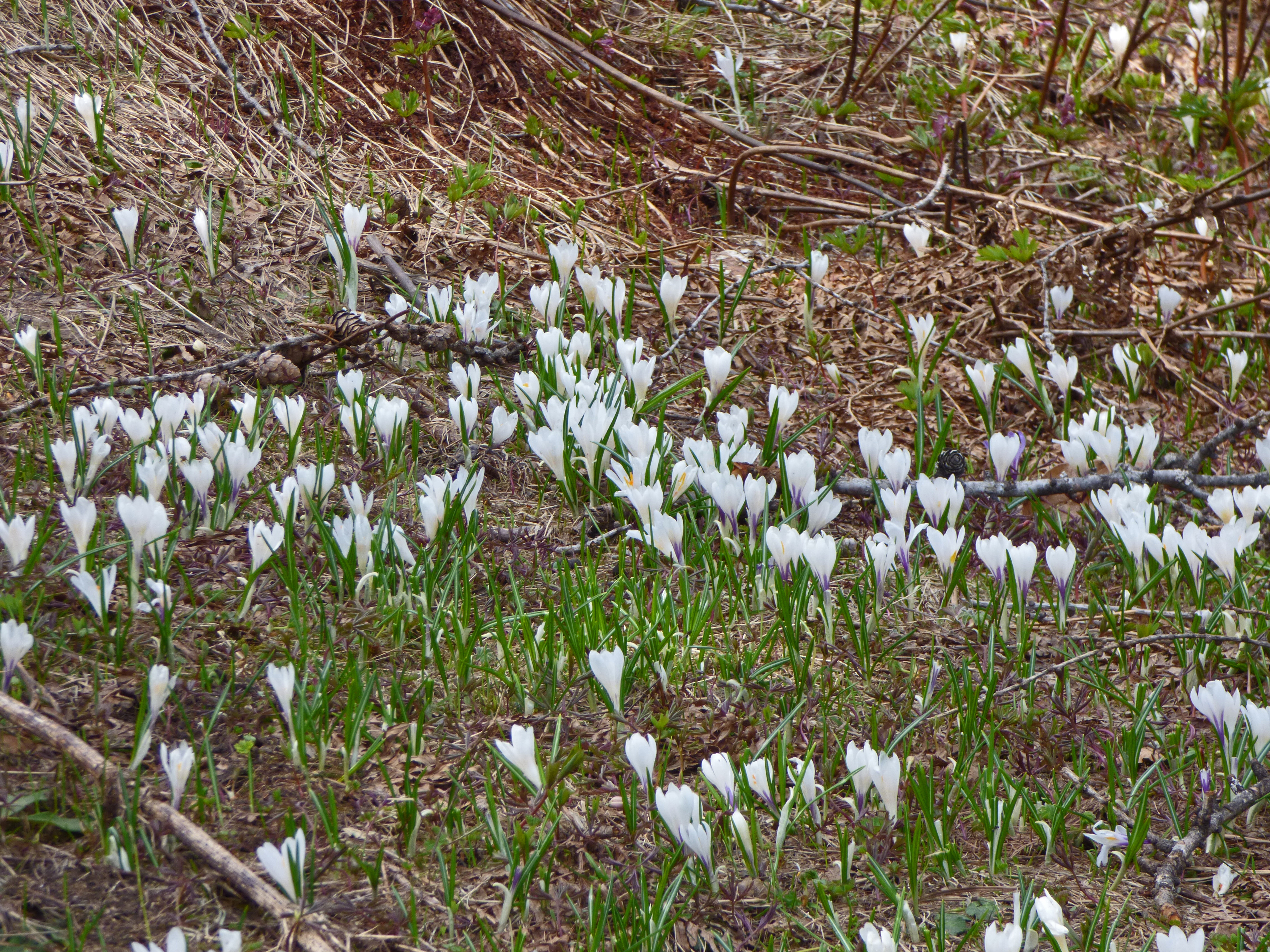 <i>Crocus vernus ssp. albiflorus</i>; Spring Crocus