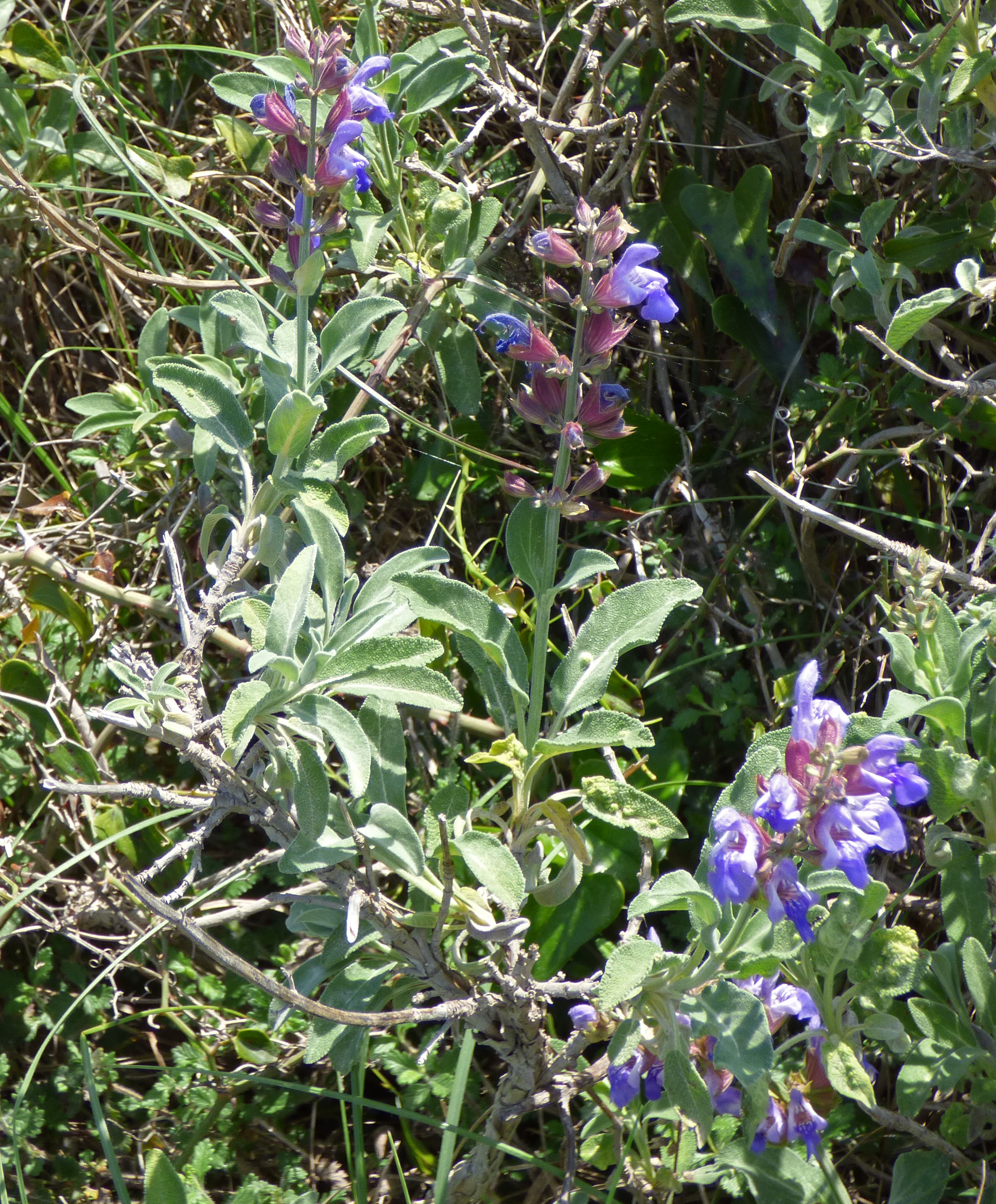 <i>Salvia officinalis</i>; Common Sage