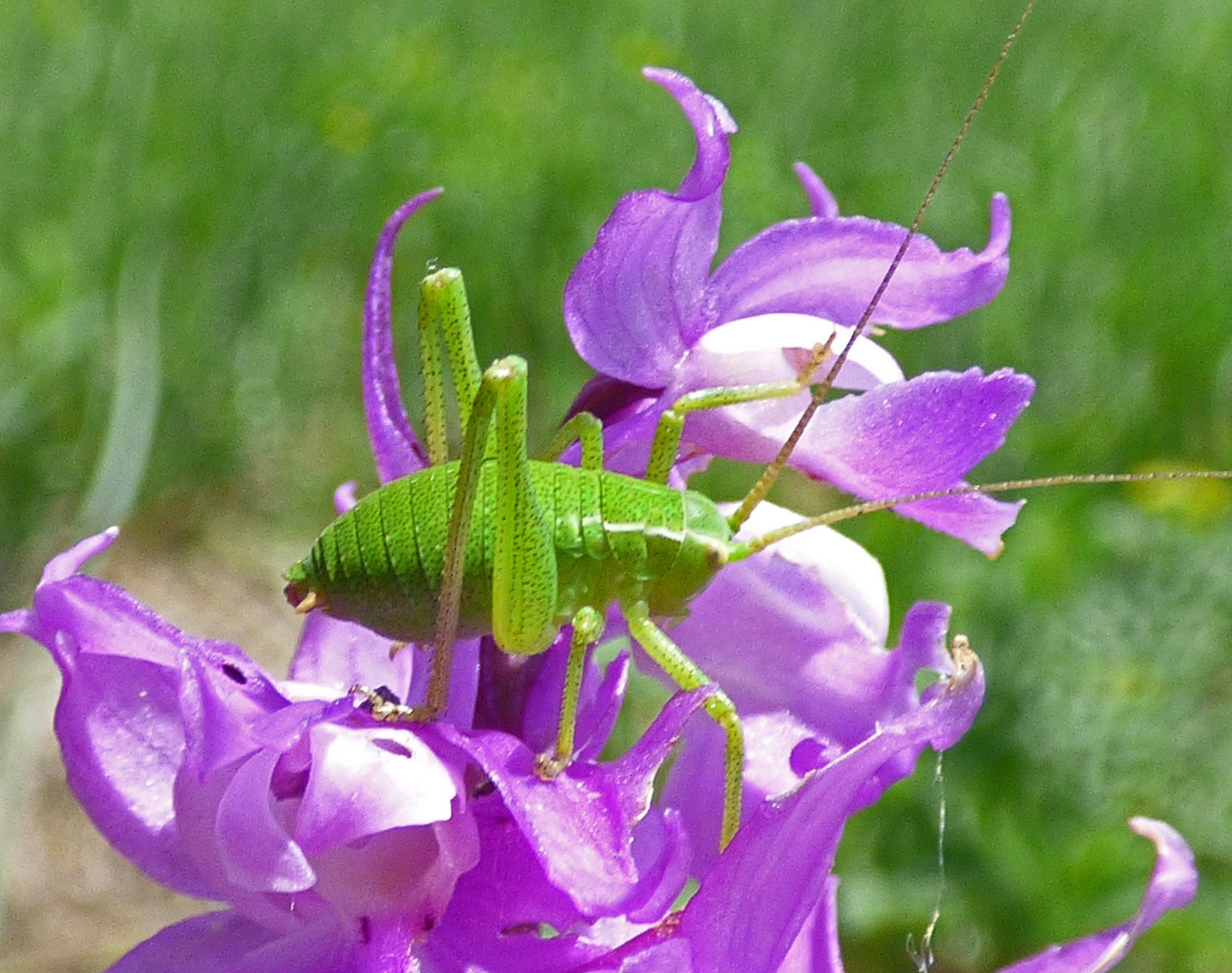 <i>Leptophyes punctatissima</i>; Speckled Bush-cricket