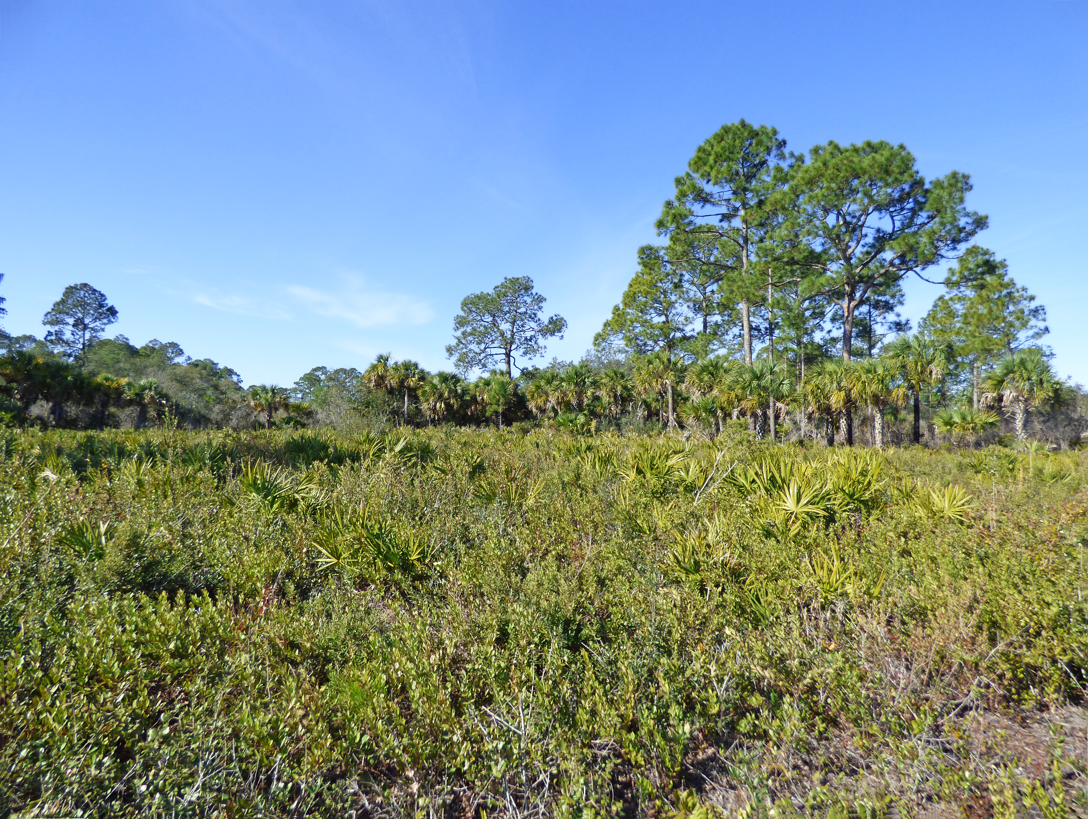 Florida Scrub State Preserve (Florida)
