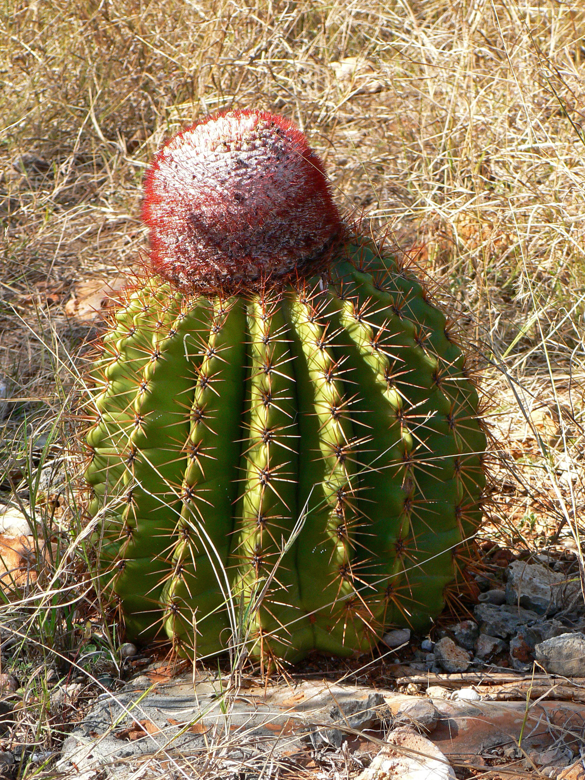 <i>Melocactus intortus</i>; Turk's Head Cactus