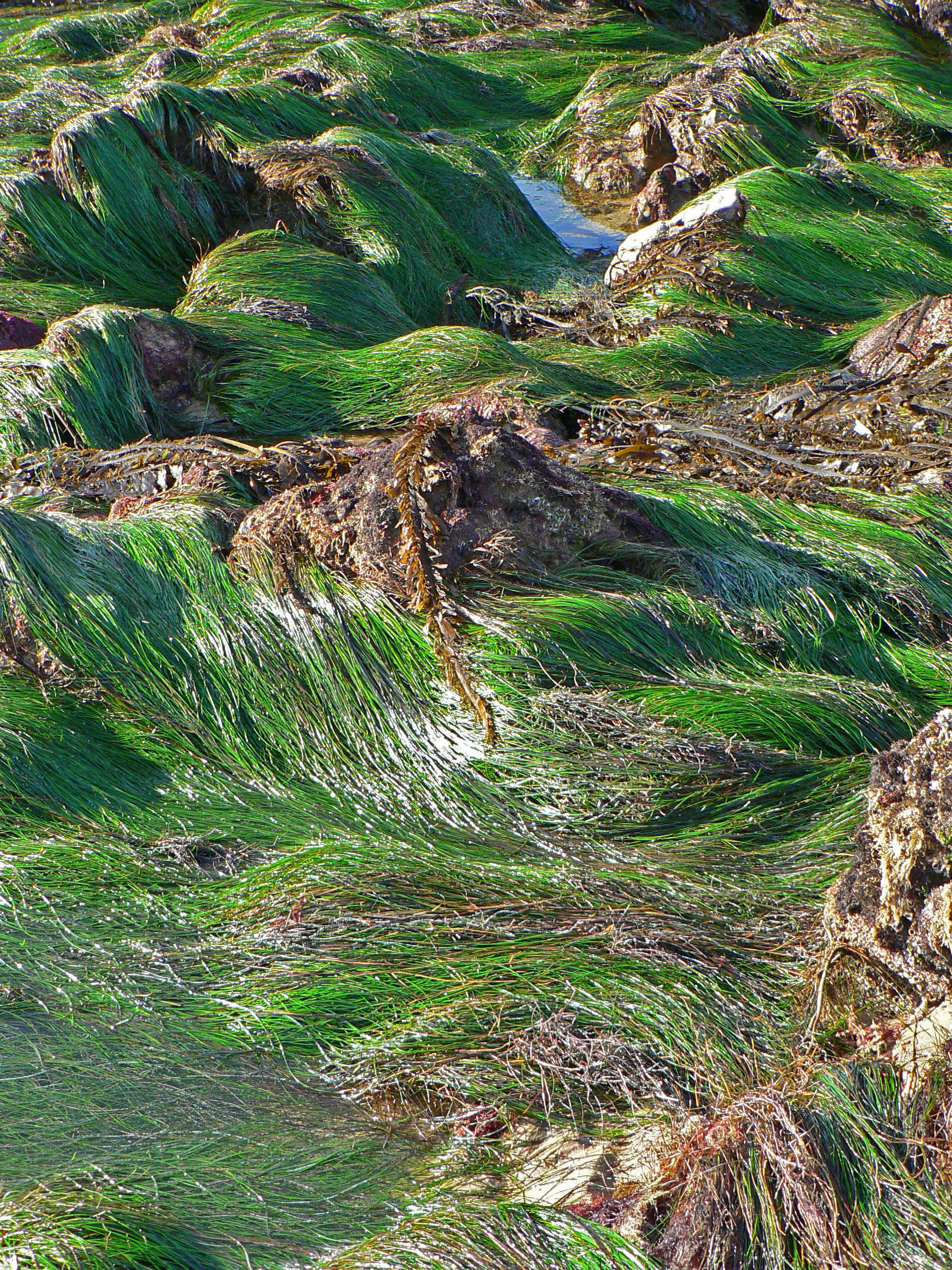 <i>Phyllospadix torreyi</i>; Torrey's Surfgrass