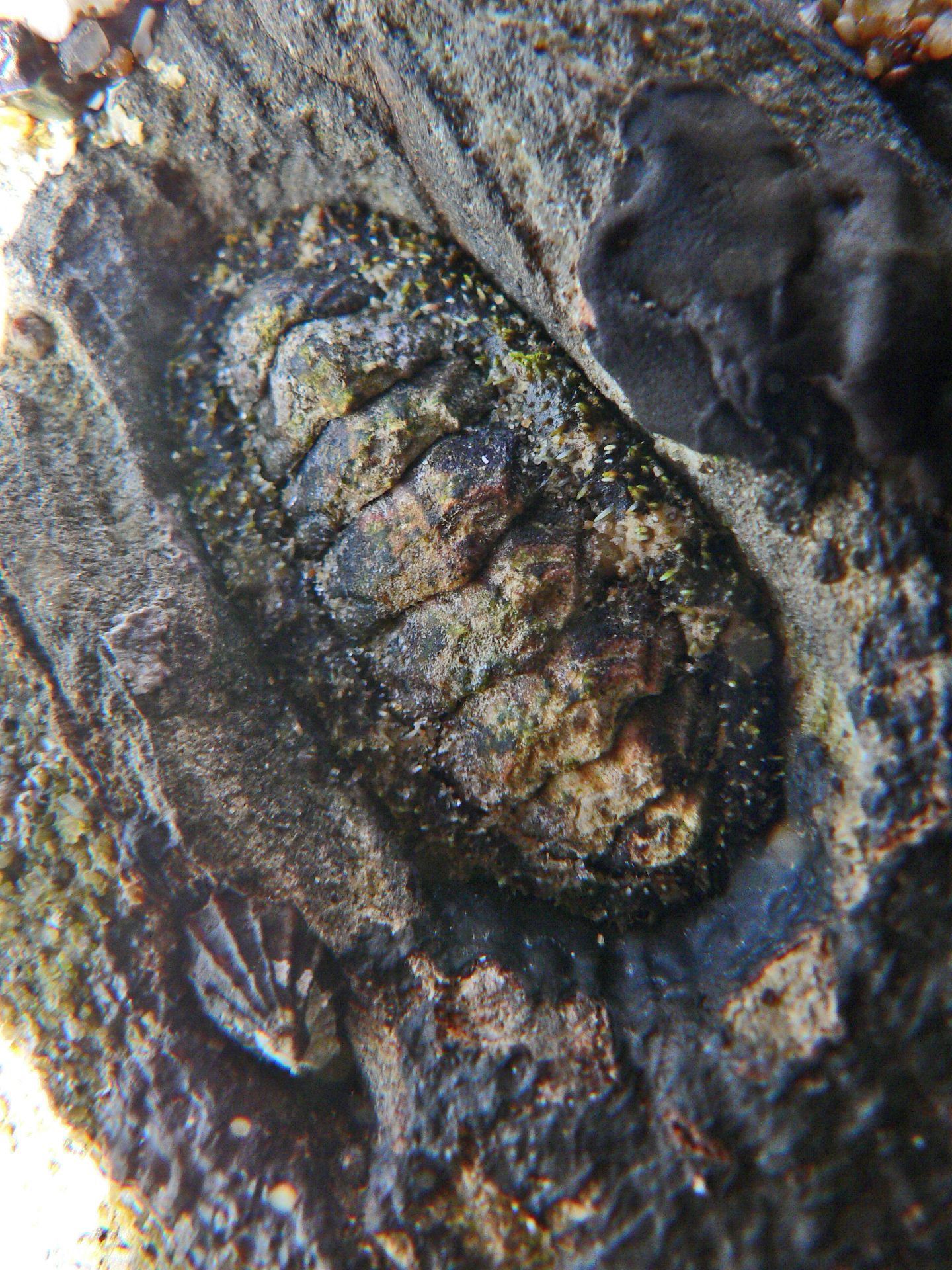 <i>Mopalia muscosa</i>; Mossy Chiton