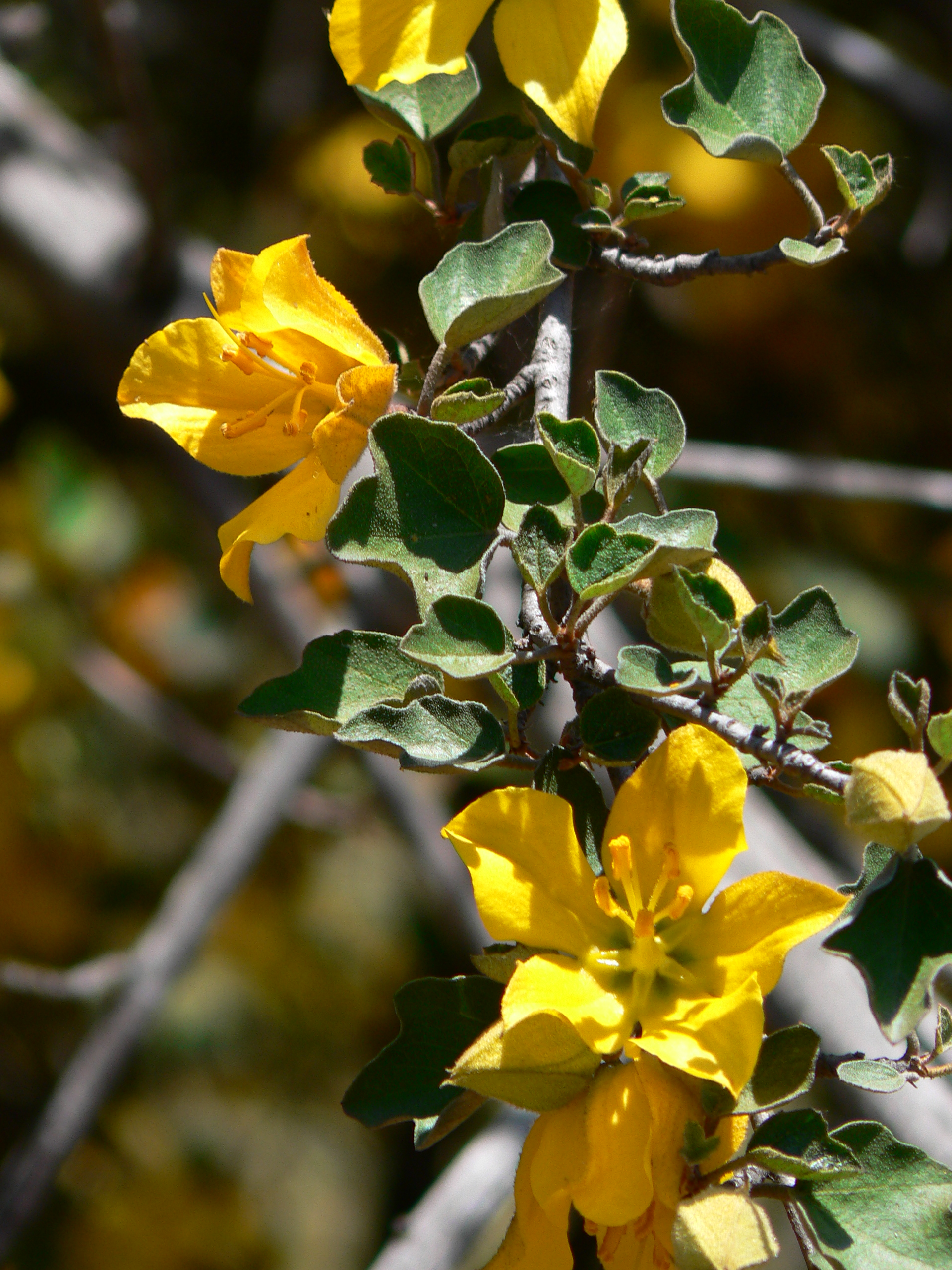 <i>Fremontodendron mexicanum</i>; Mexican Flannelbush