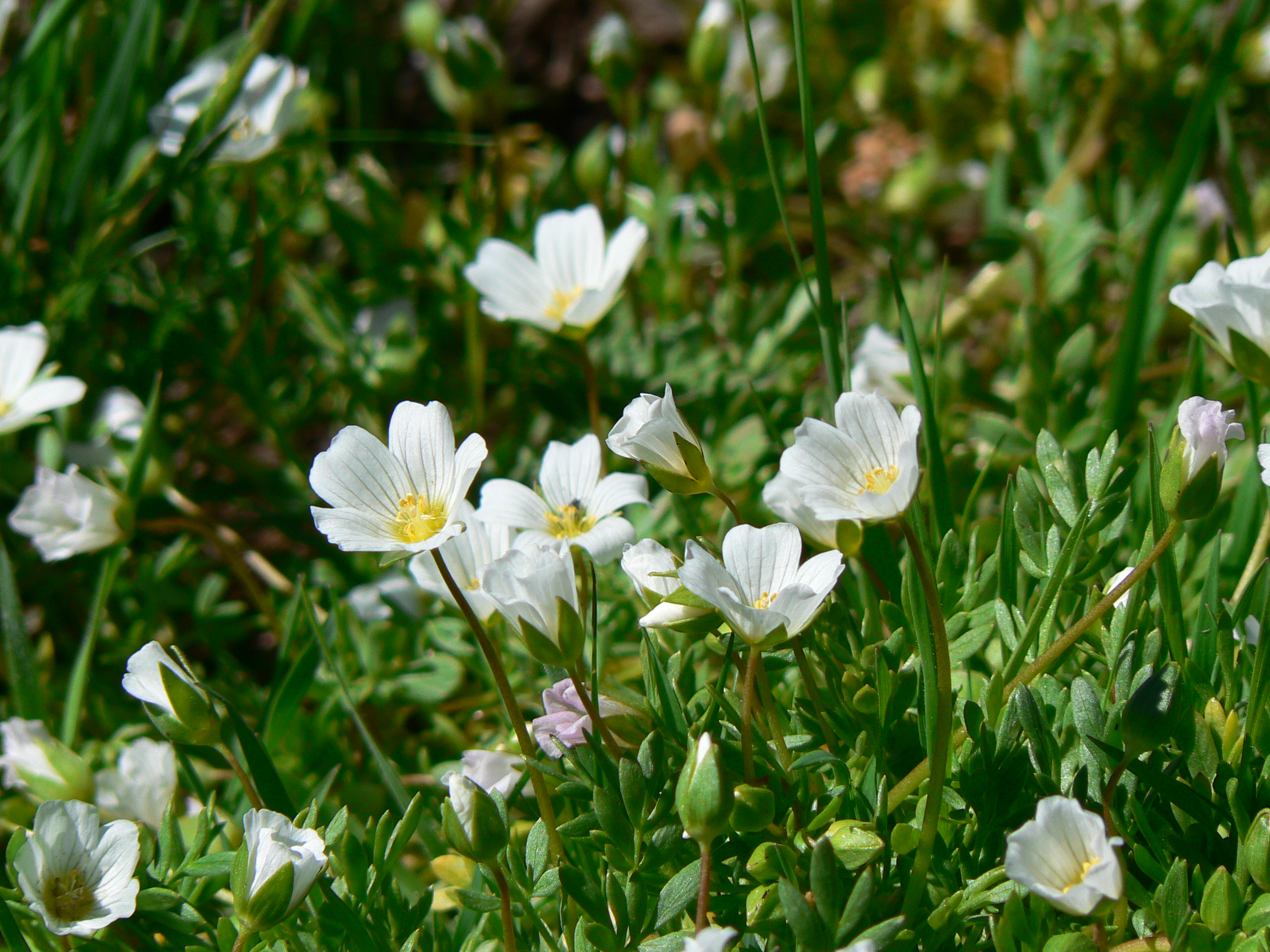 <i>Limnanthes alba ssp. parishii</i>; Parish's Meadowfoam