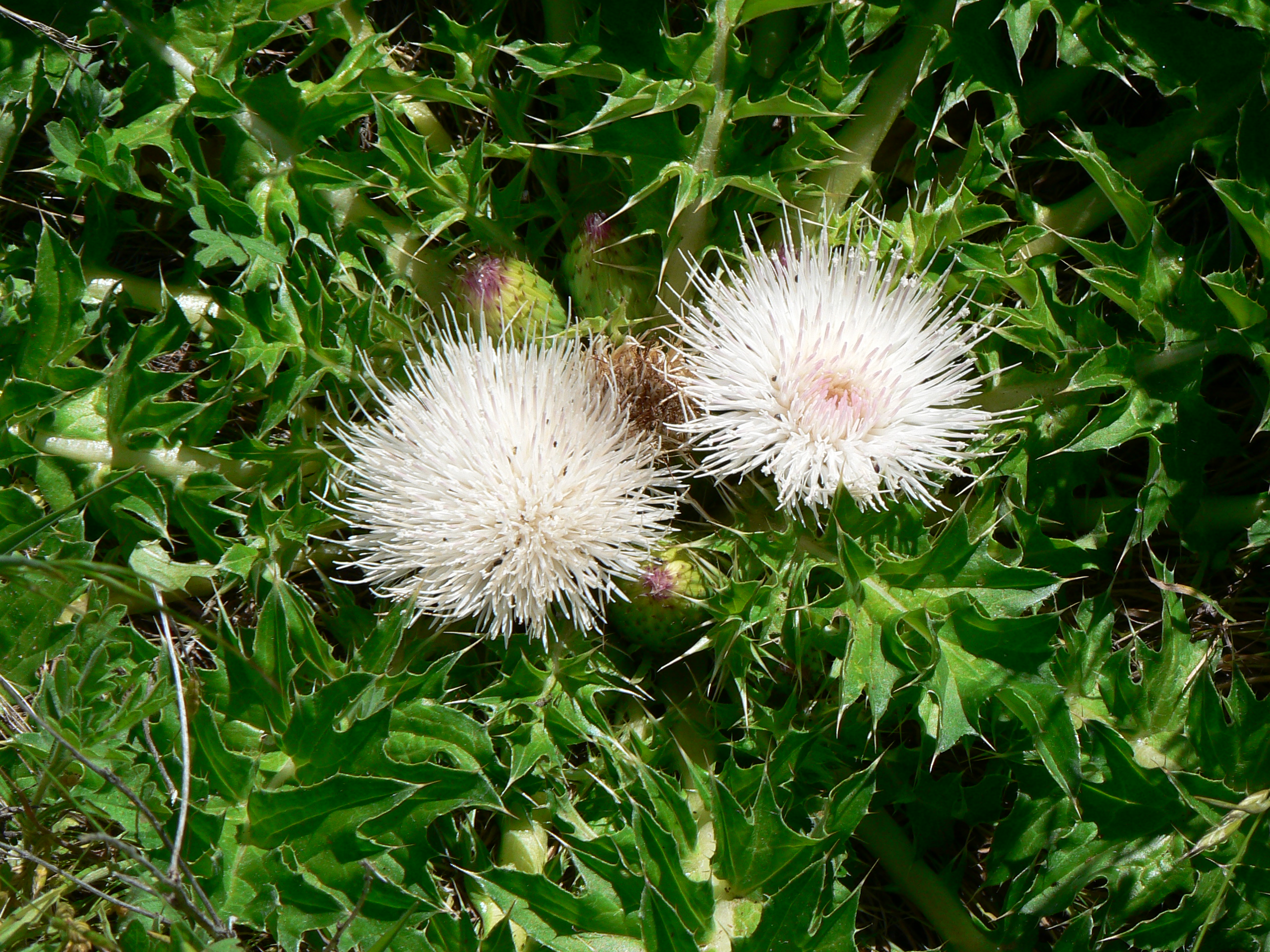 <i>Cirsium scariosum var. americanum</i>; Elk Thistle