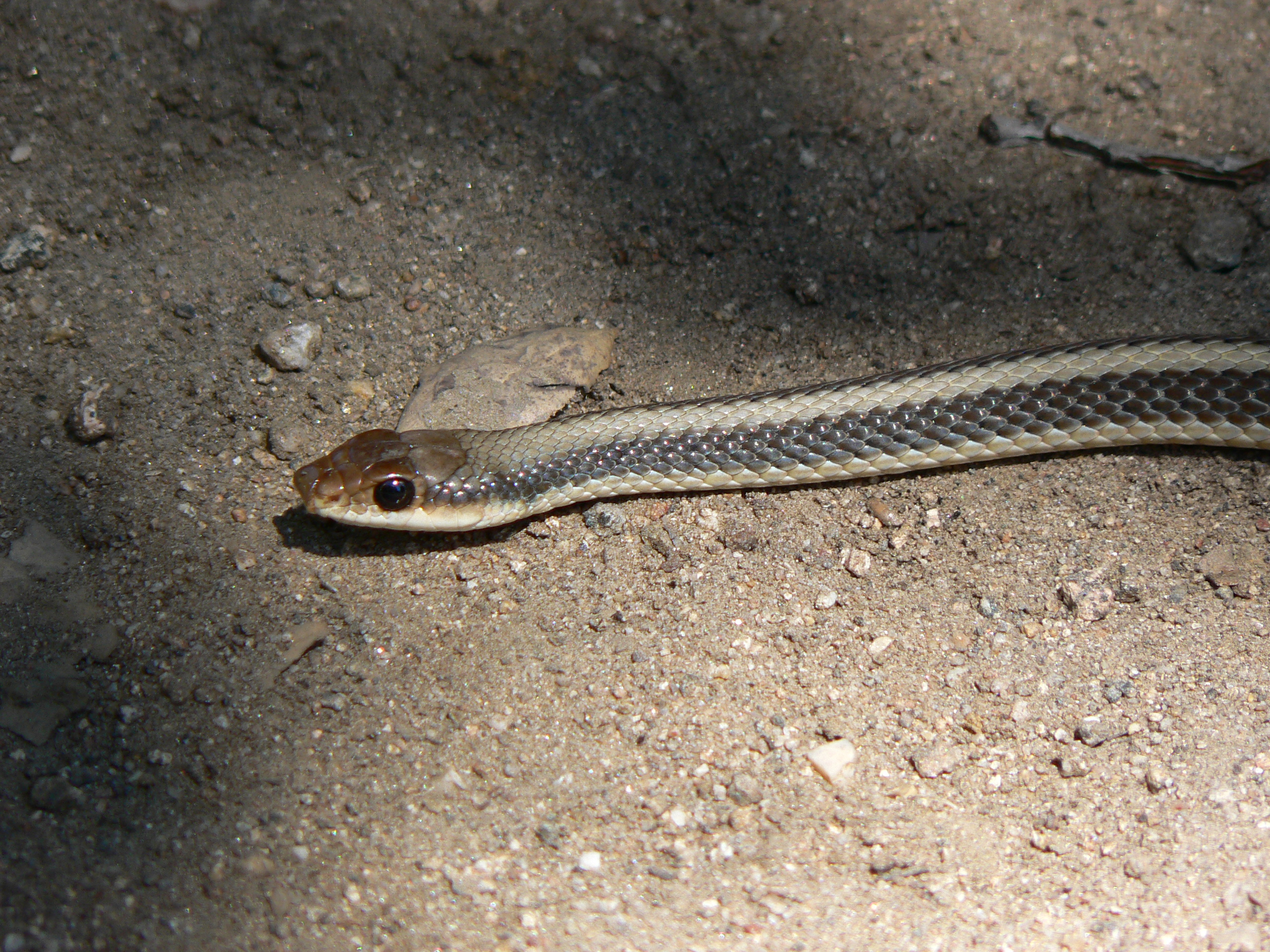 <i>Thamnophis elegans elegans</i>; Mountain Garter Snake