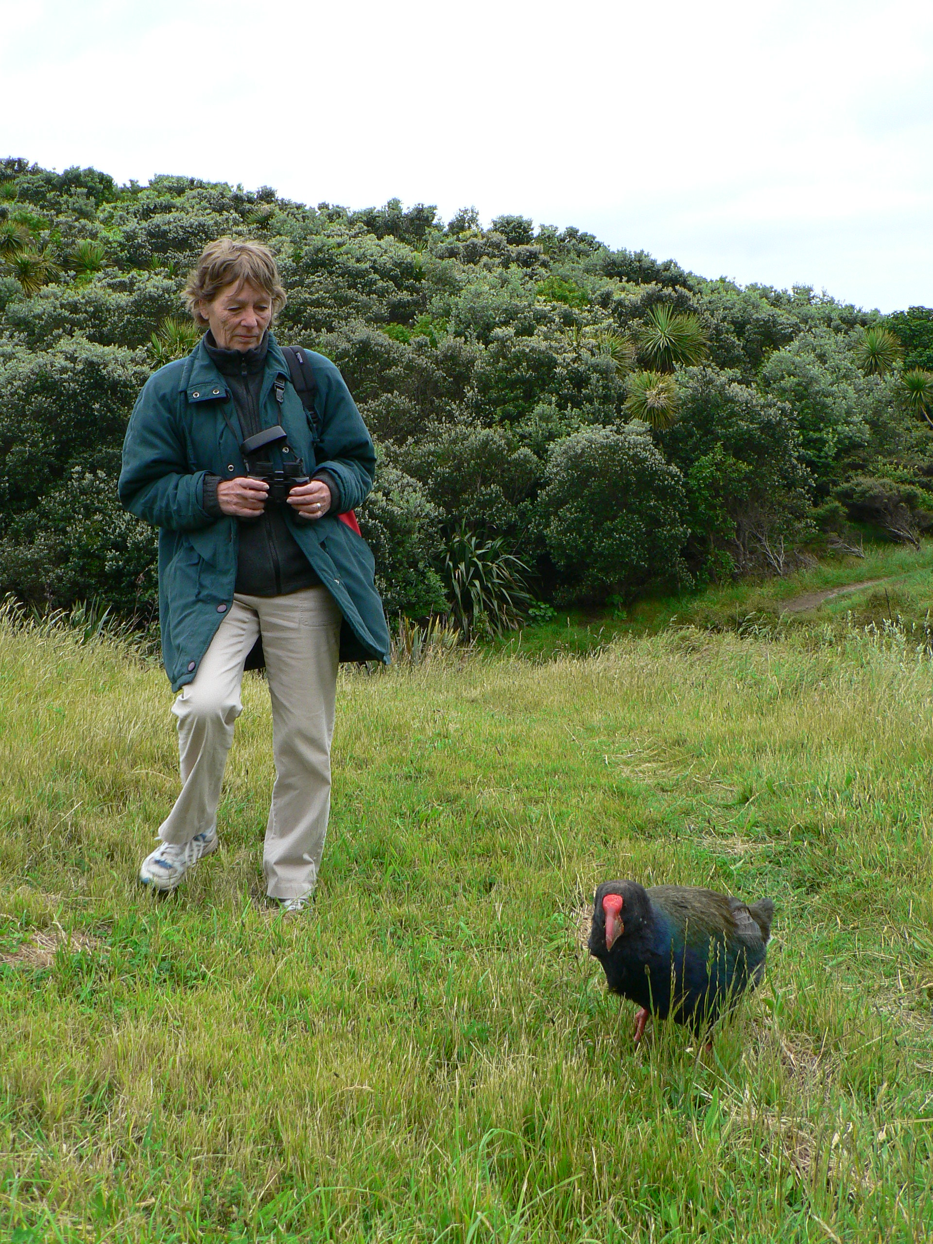 <i>Porphyrio hochstetteri</i>; South Island Takahe