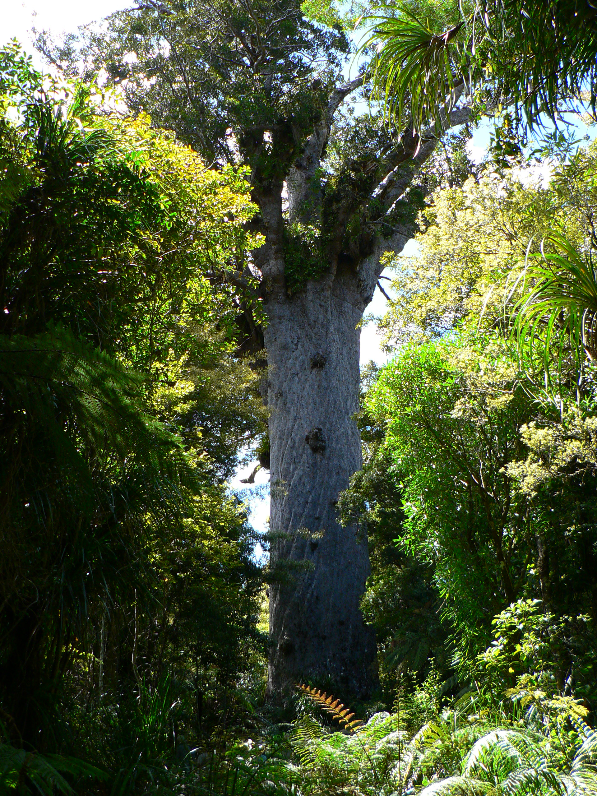 <i>Agathis australis</i>; Kauri