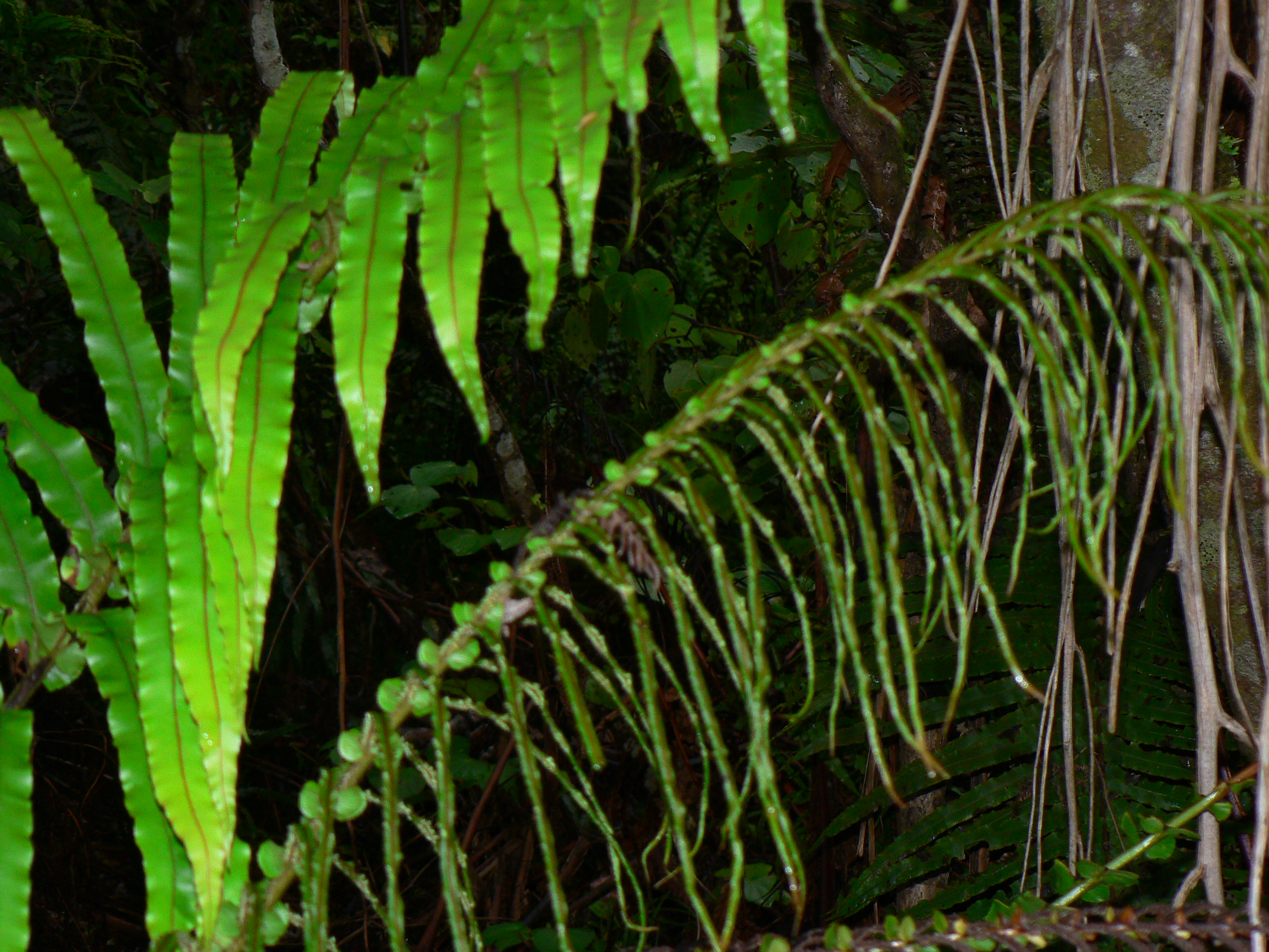 <i>Blechnum novae-zelandiae</i>; Palm Leaf Fern