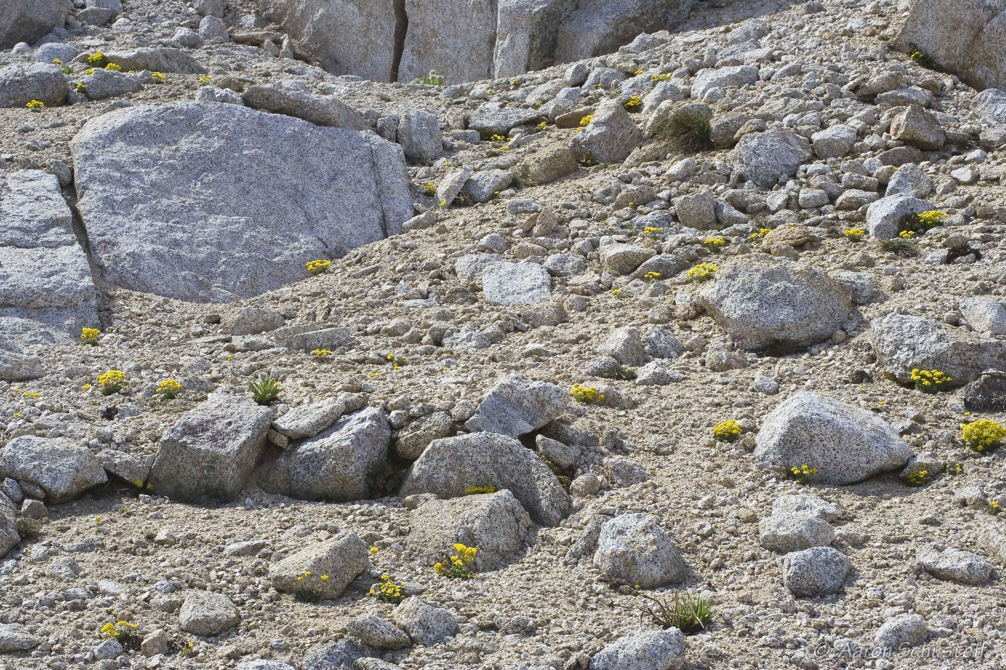 <i>Draba longisquamosa</i>