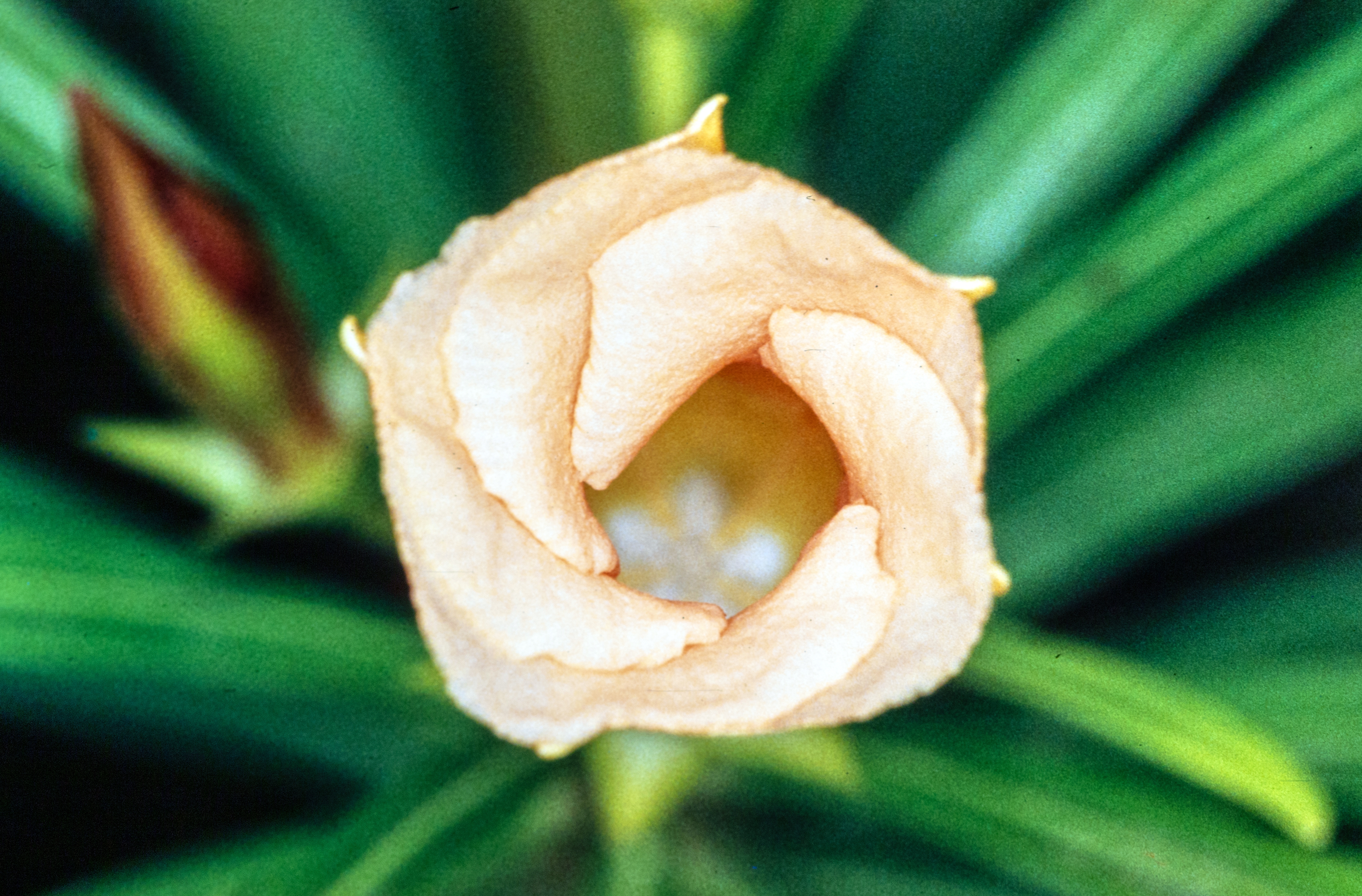 <i>Thevetia peruviana</i>; Yellow Oleander
