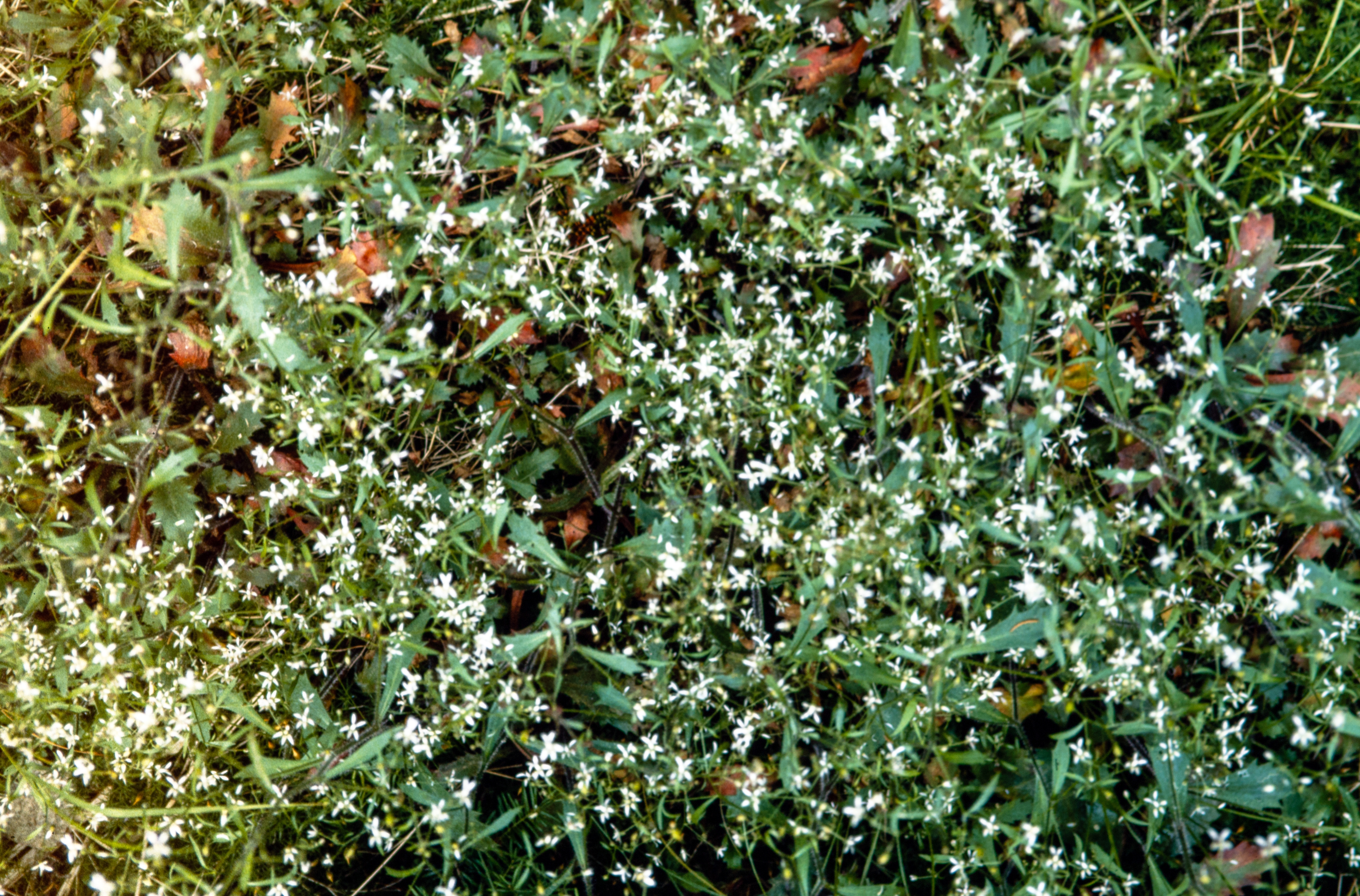 <i>Micranthes petiolaris</i>; Maountain Saxifrage