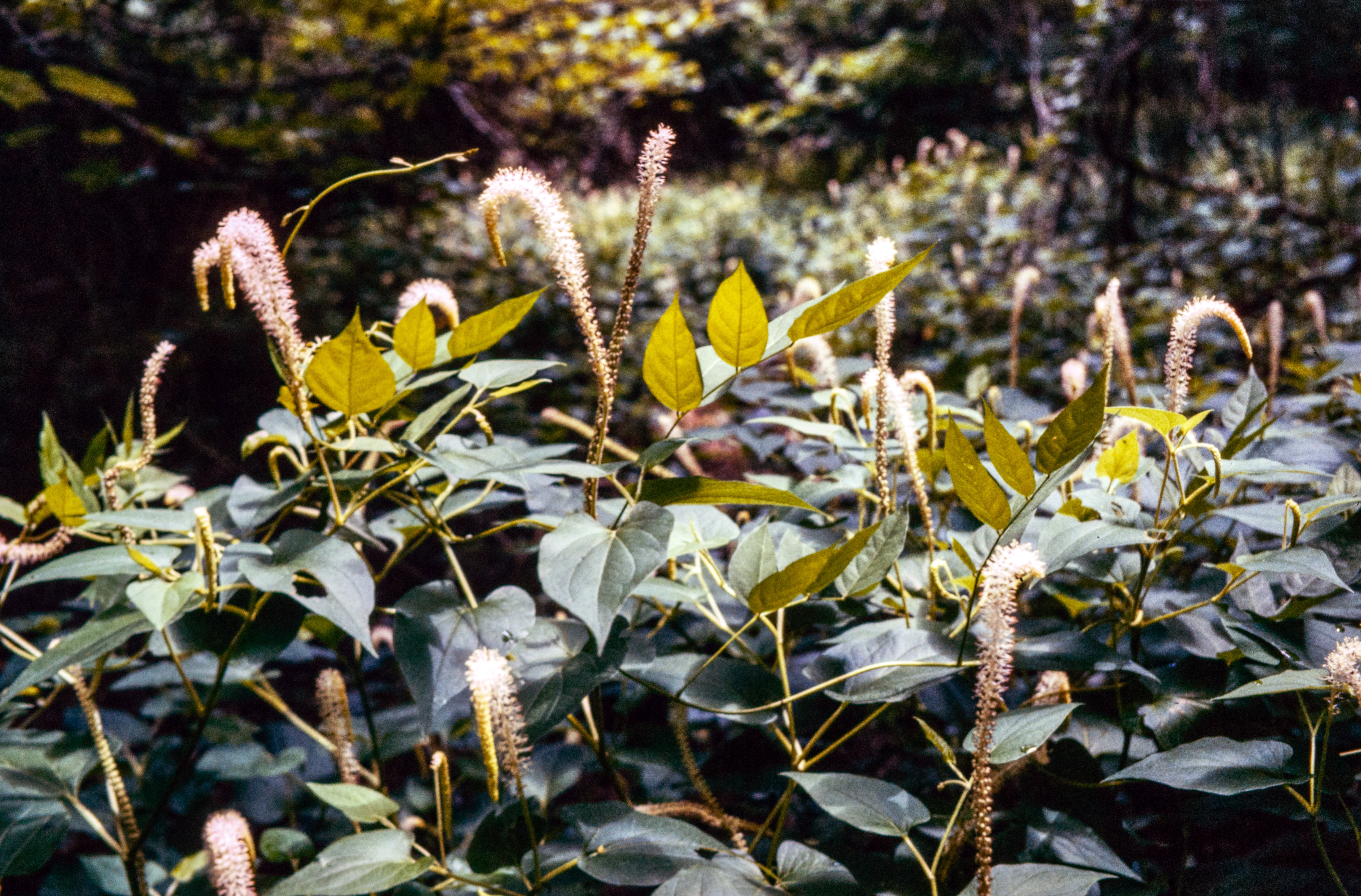 <i>Saururus cernuus</i>; Lizard's Tail