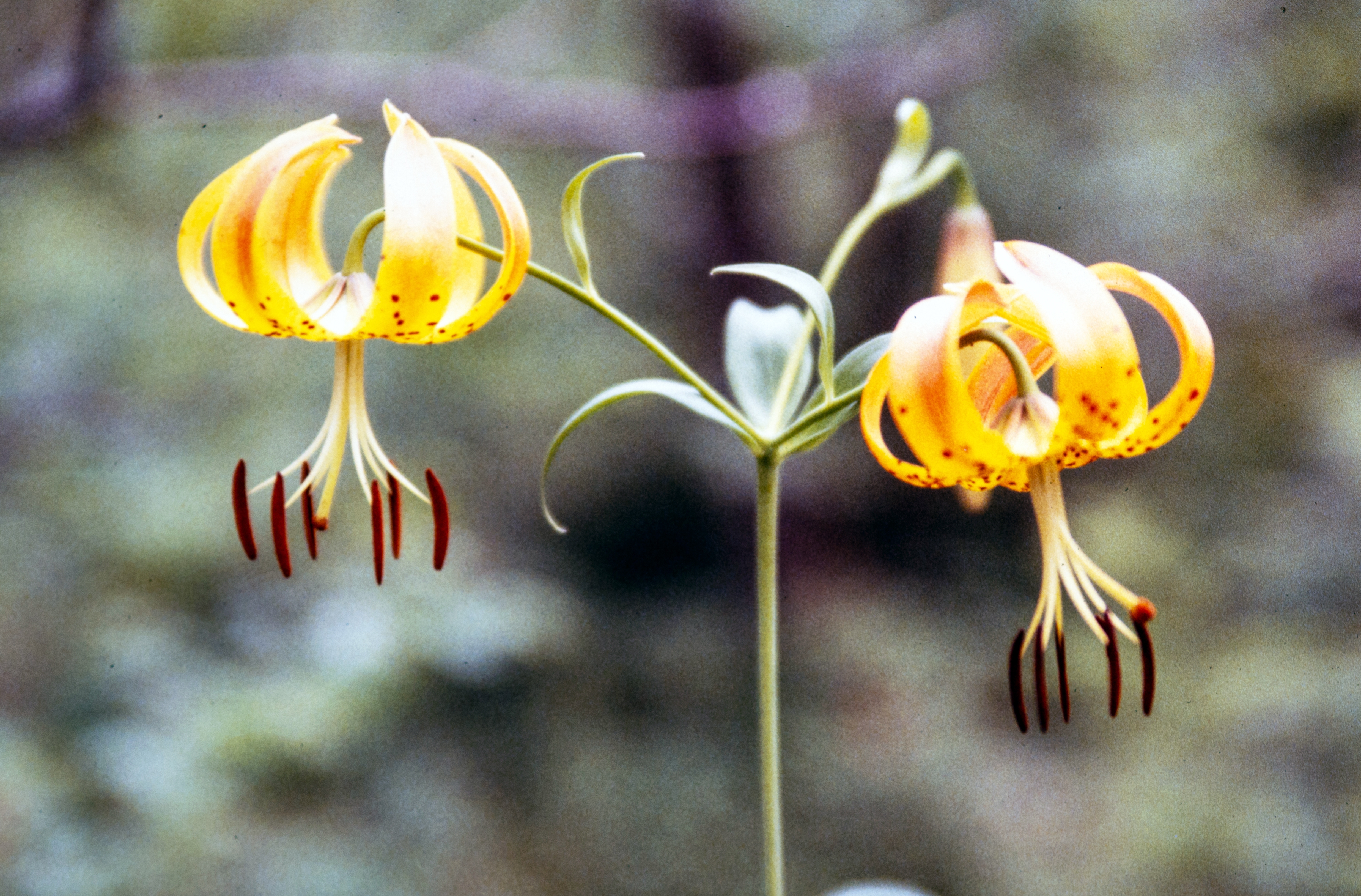 <i>Lilium superbum</i>; Turk's Cap Lily