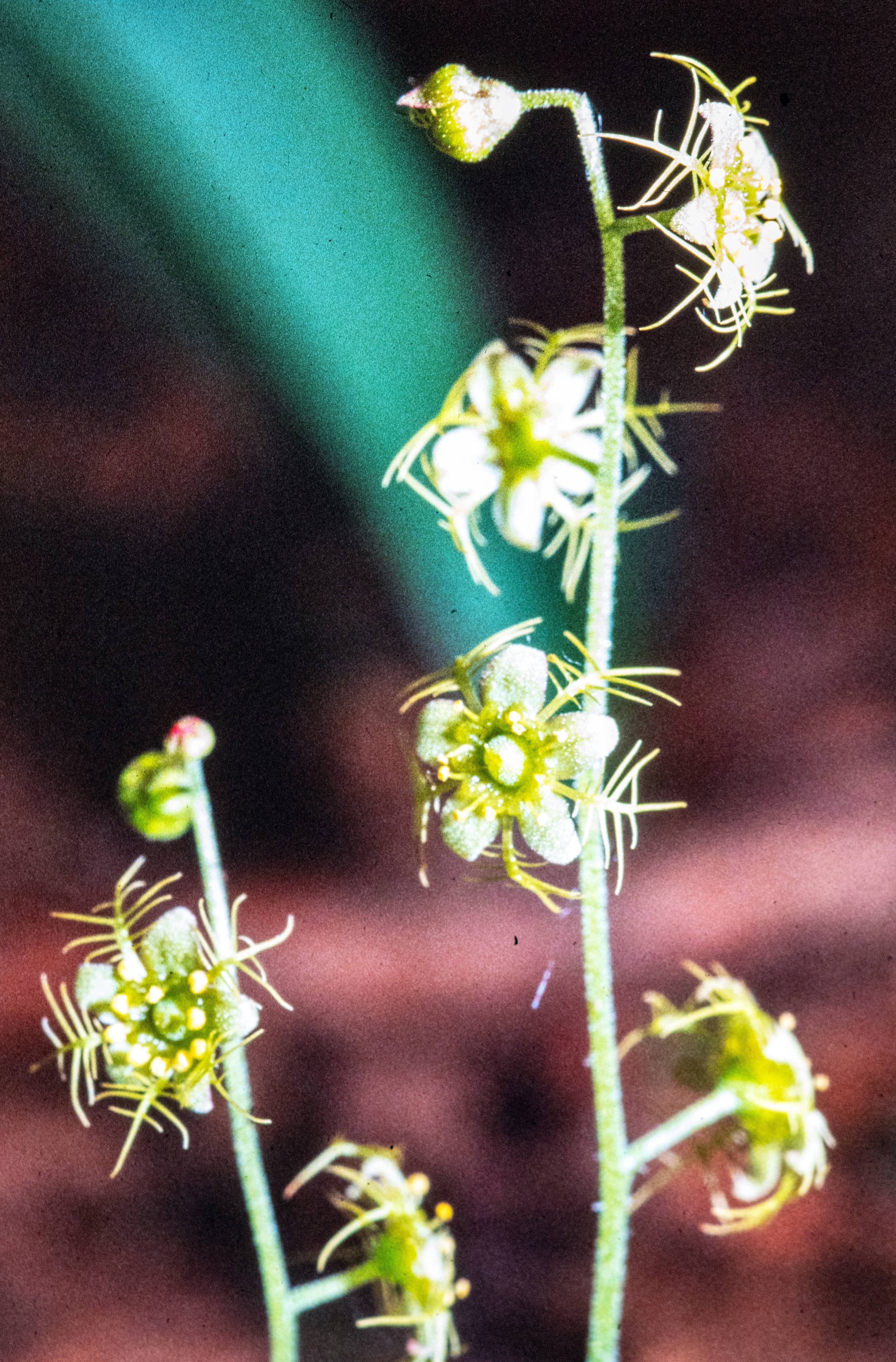 <i>Mitella nuda</i>; Naked Miterwort