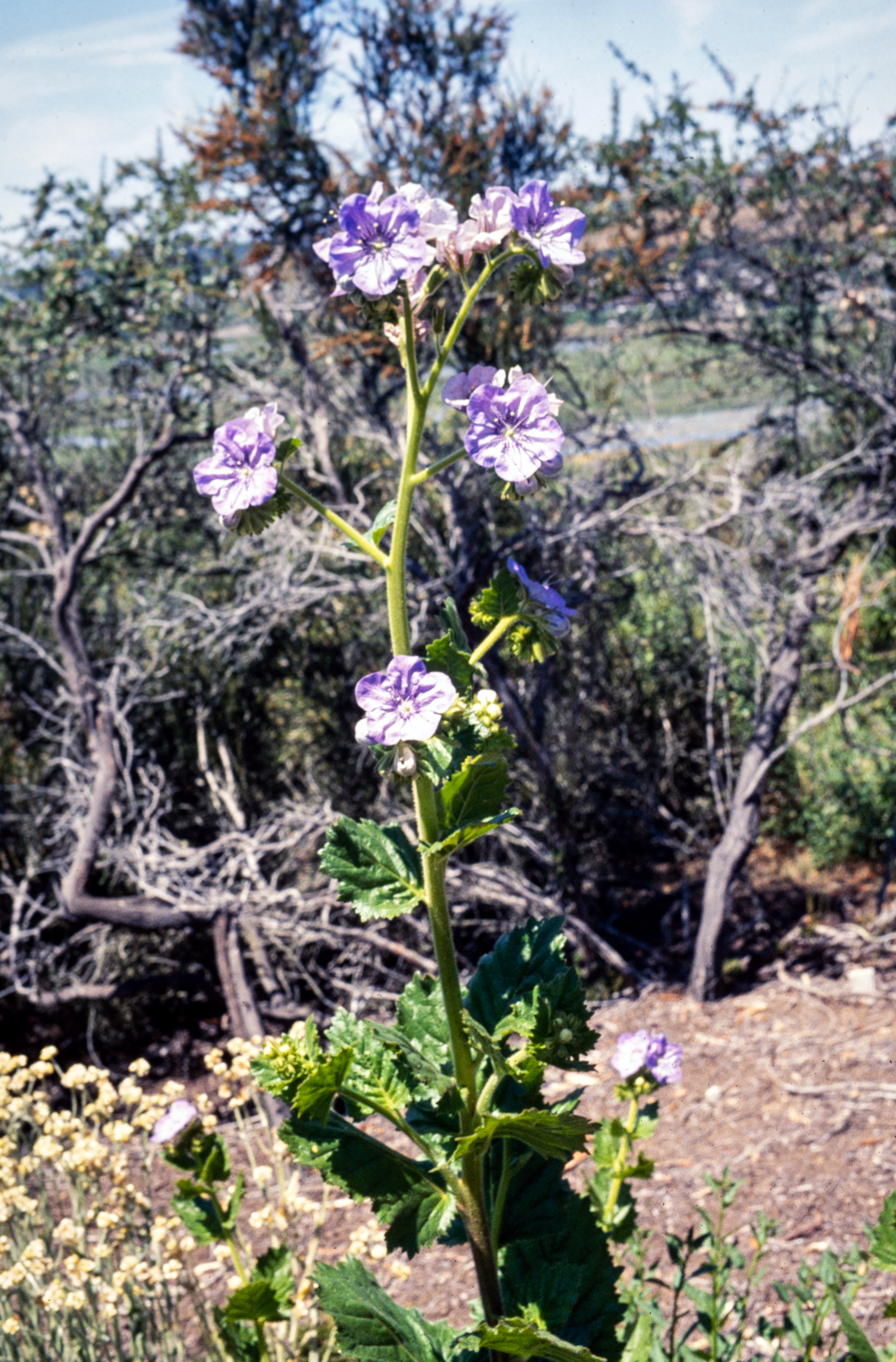 <i>Phacelia grandiflora</i>; Giant-flowered Phacelia