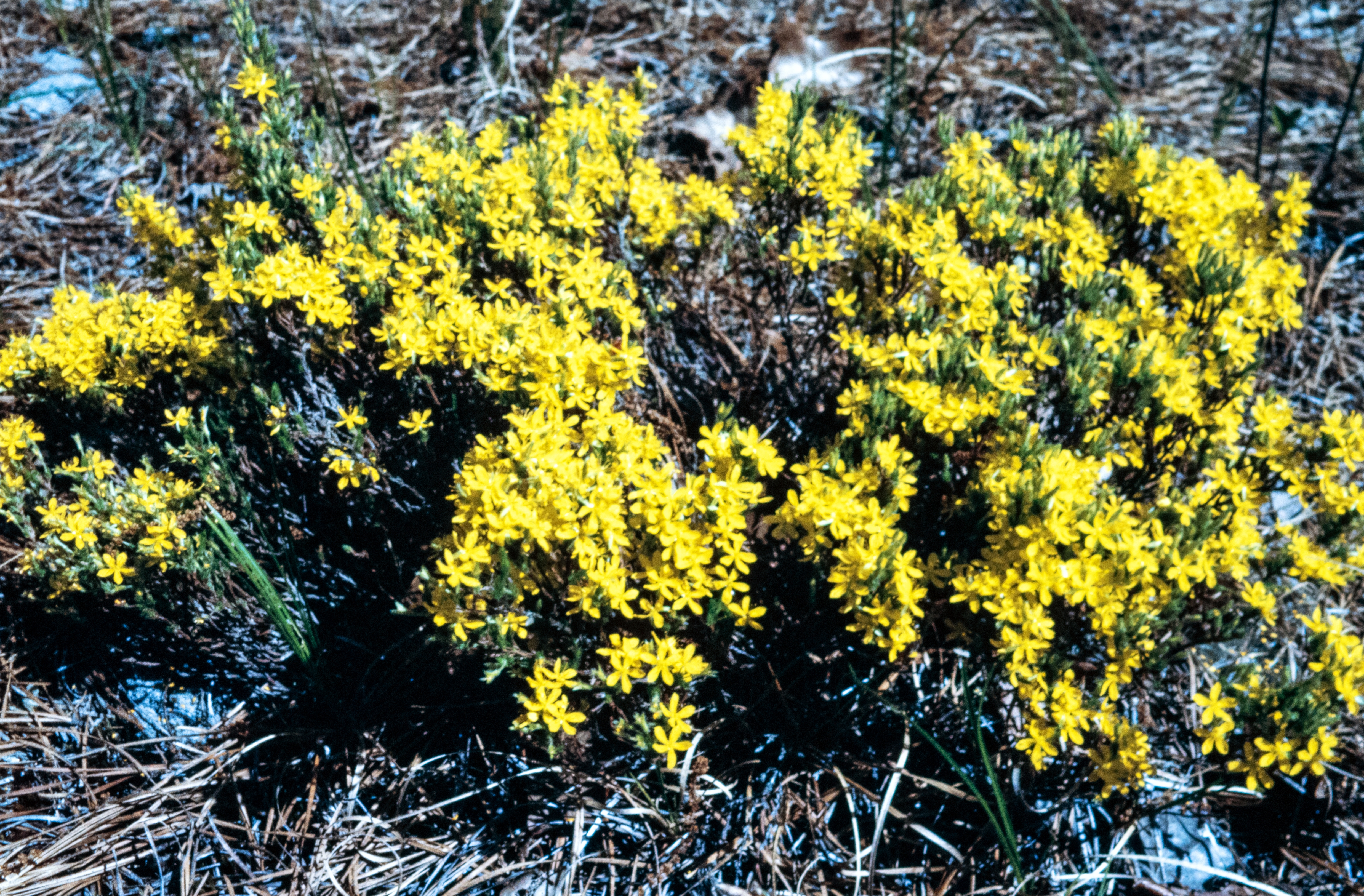 <i>Hudsonia ericoides</i>; Pine-barren False Heather