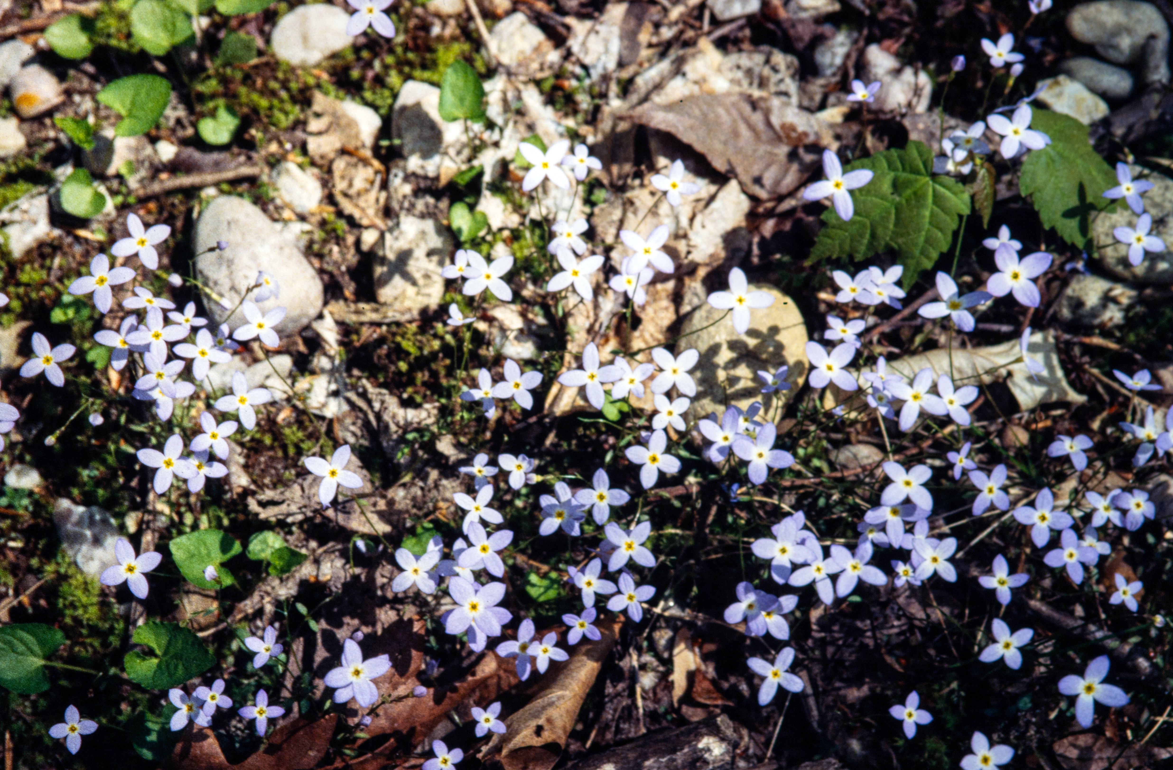 <i>Houstonia caerulea</i>; Azure Bluet