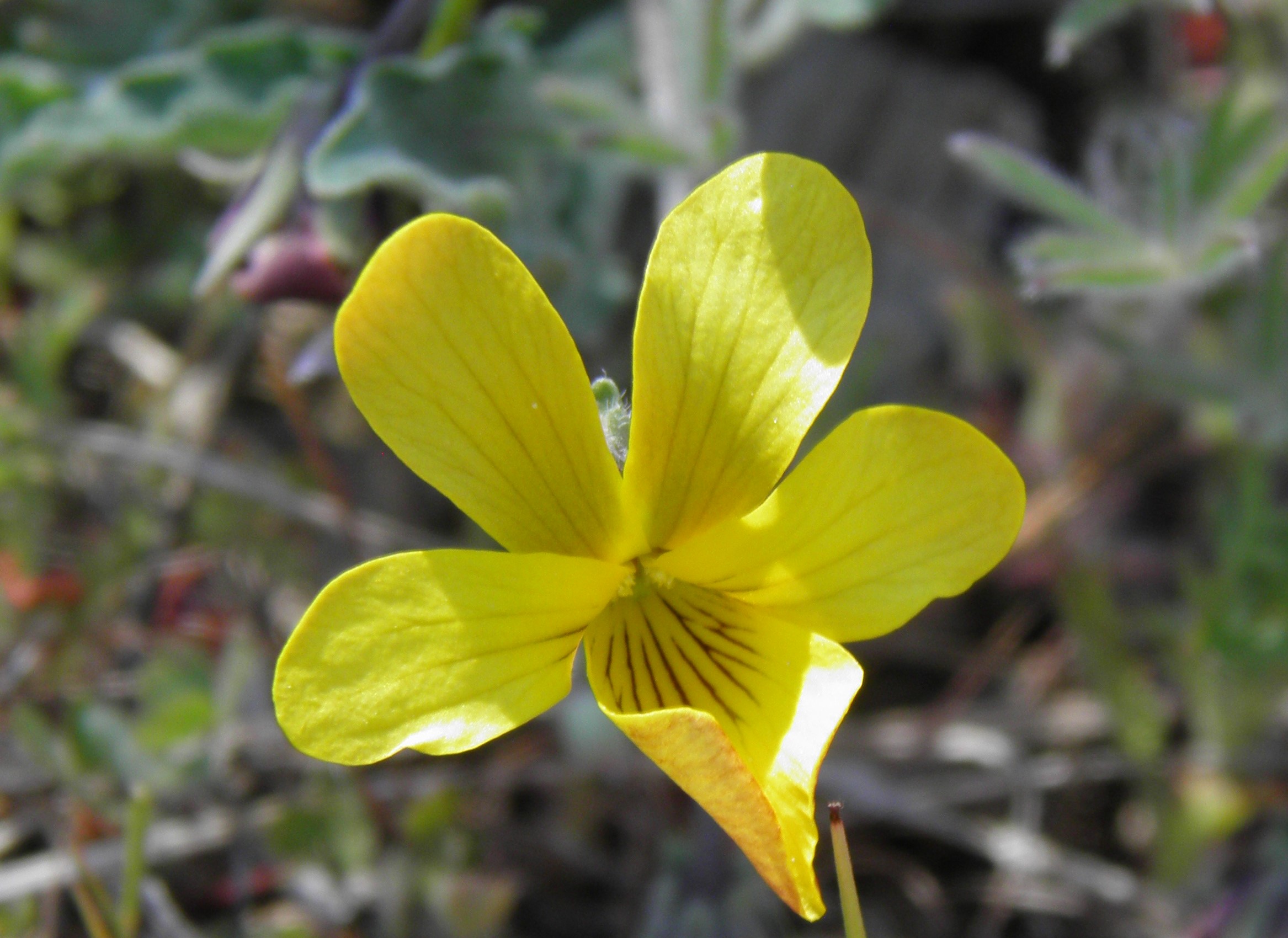 <i>Viola pinetorum ssp. grisea</i>; Goosefoot Violet