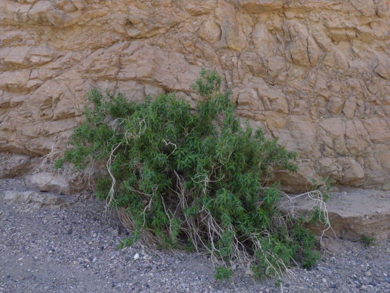 <i>Brickellia longifolia</i>; Longleaf Brickellia