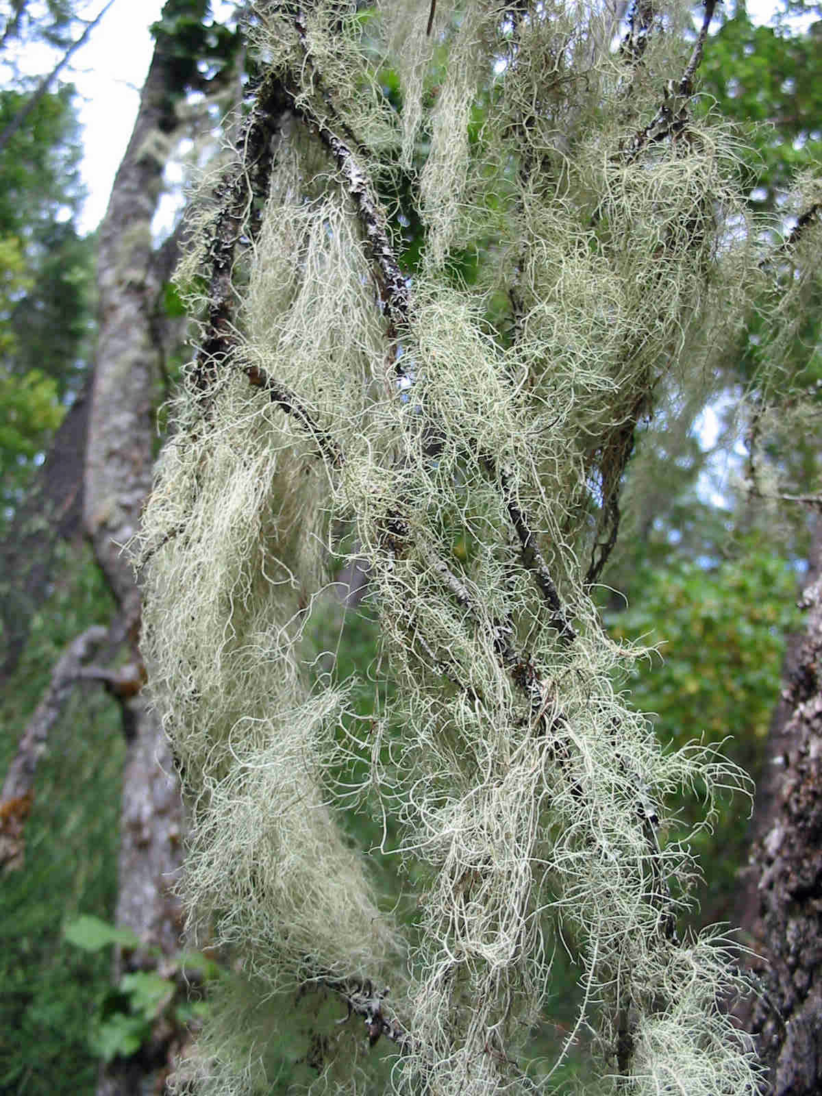 <i>Ramalina thrausta</i>