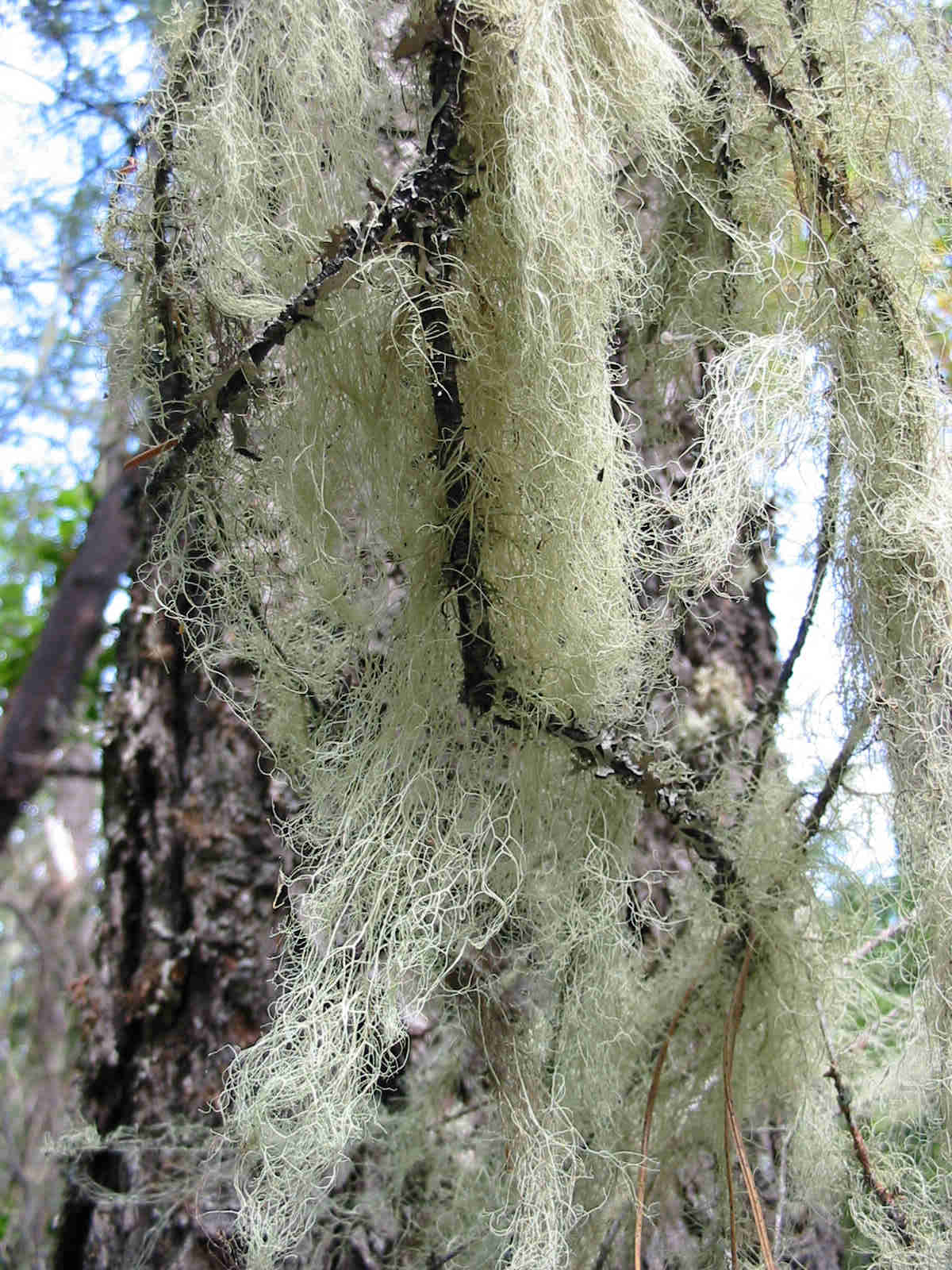 <i>Ramalina thrausta</i>