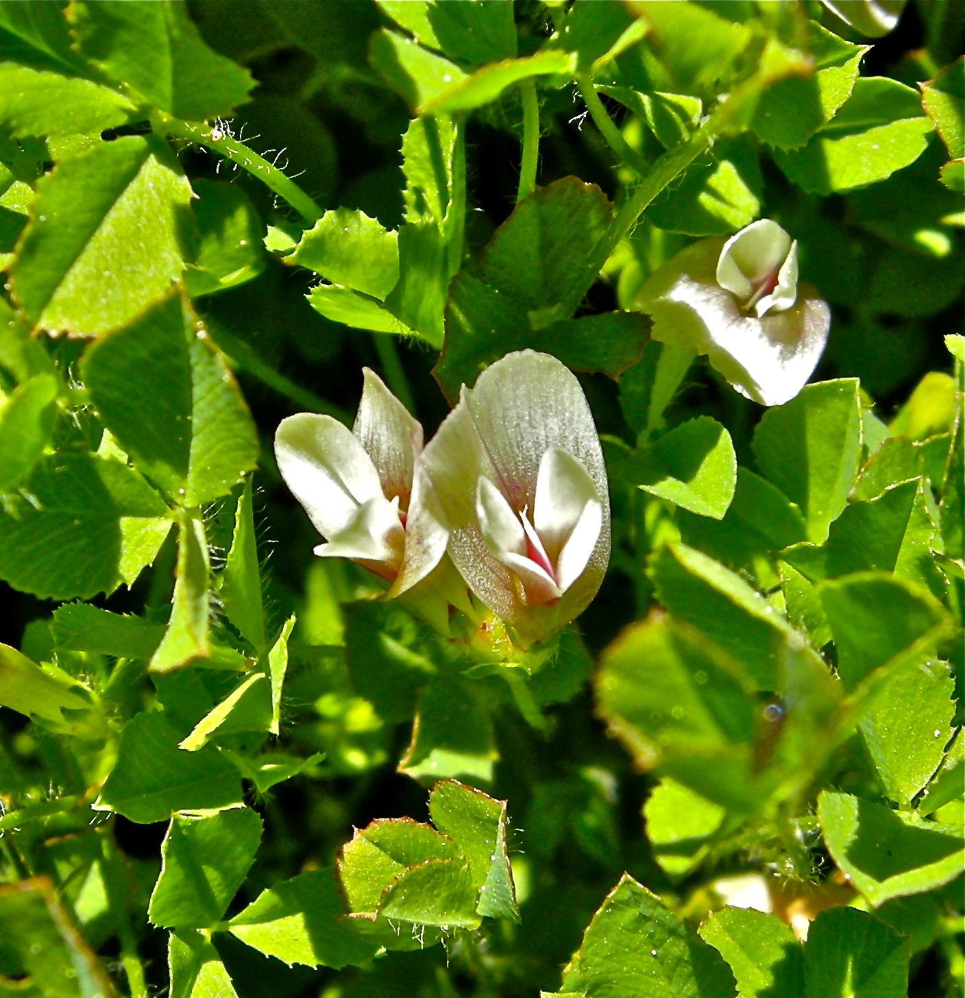 <i>Trifolium monanthum ssp. monanthum</i>