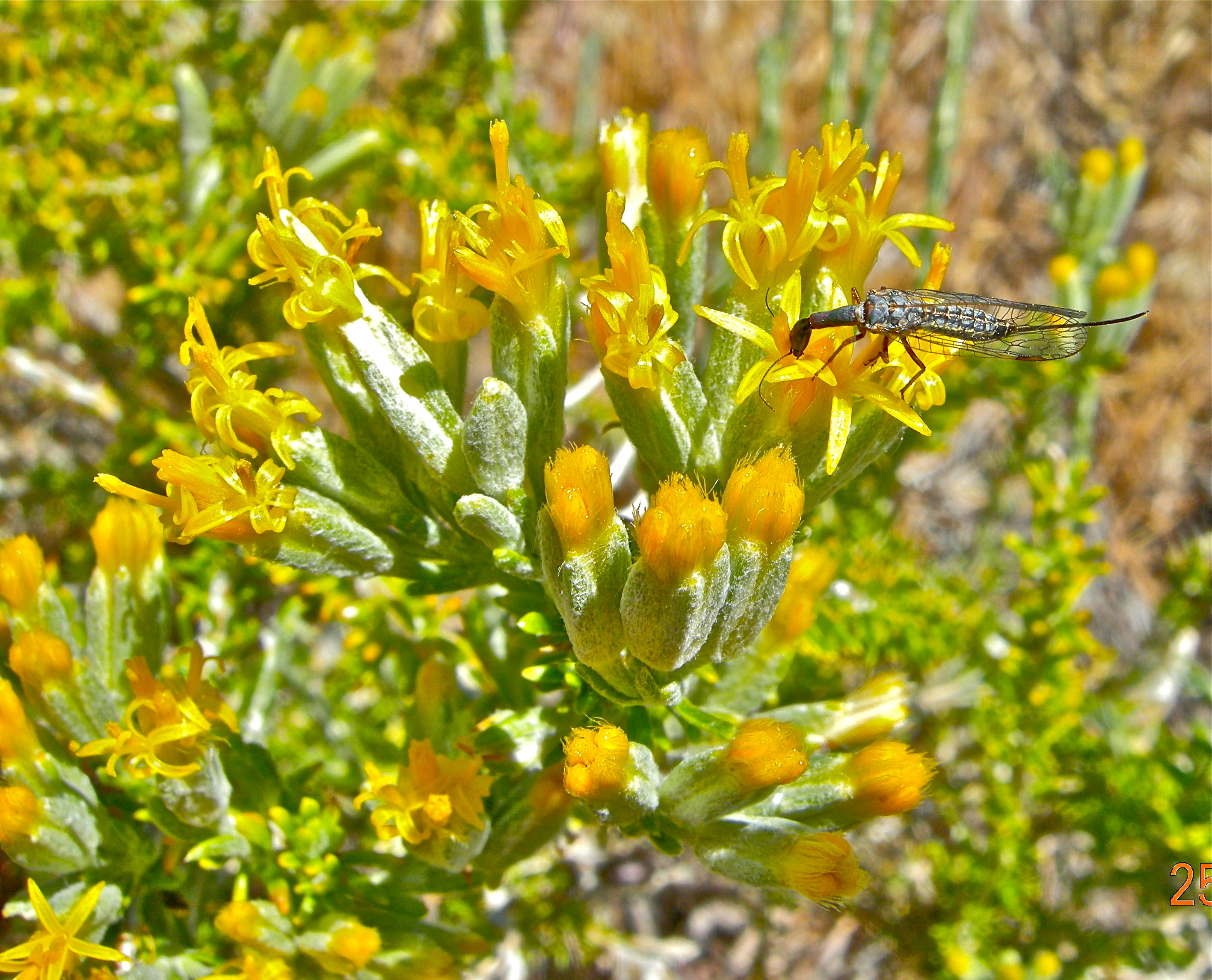 <i>Tetradymia glabrata</i>