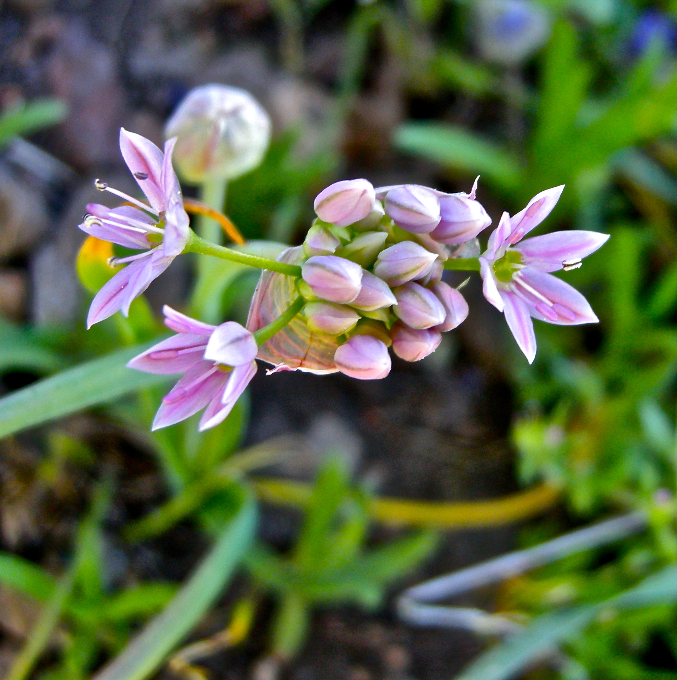 <i>Allium bisceptrum</i>