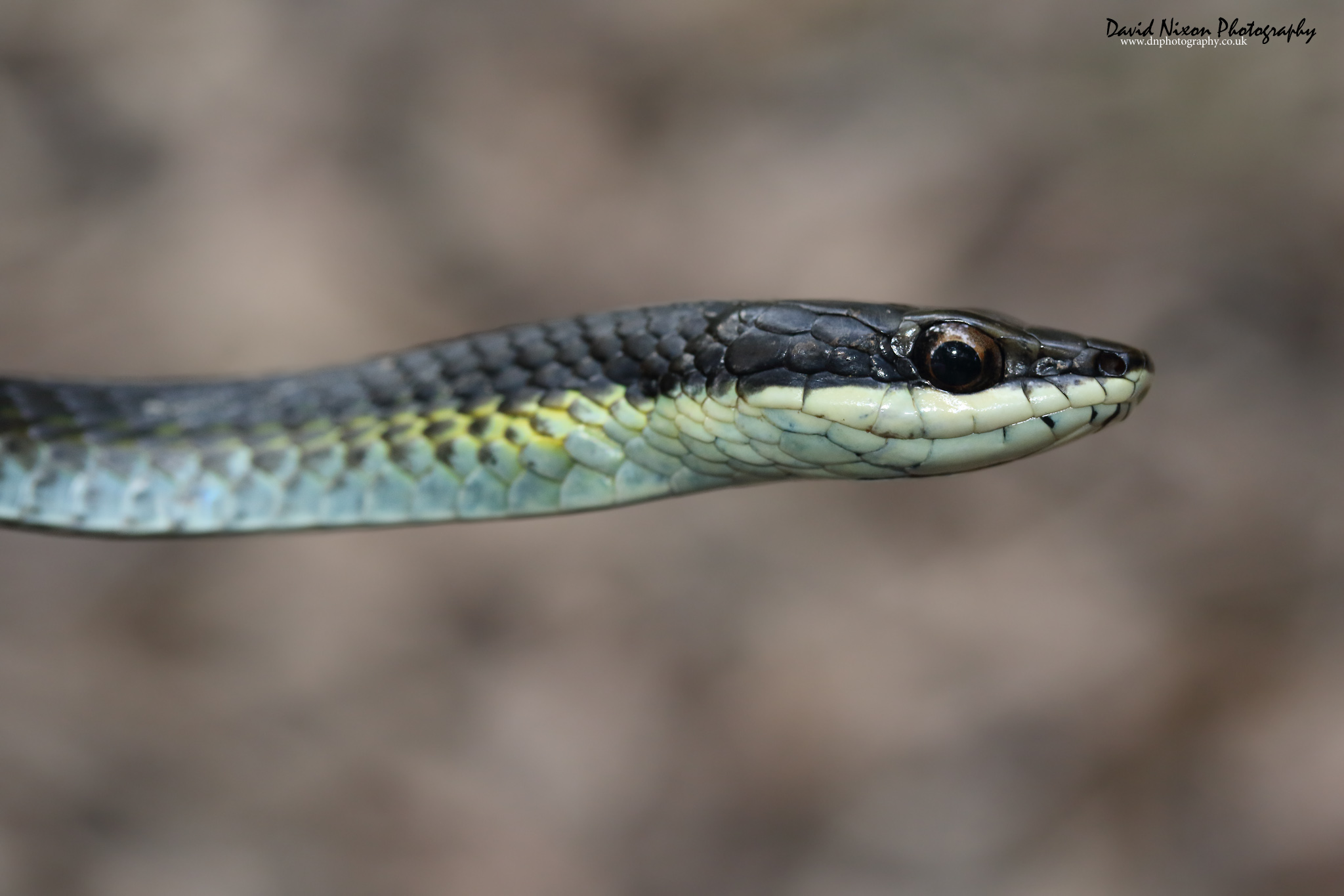<i>Dendrelaphis calligaster</i>; Northern Tree Snake