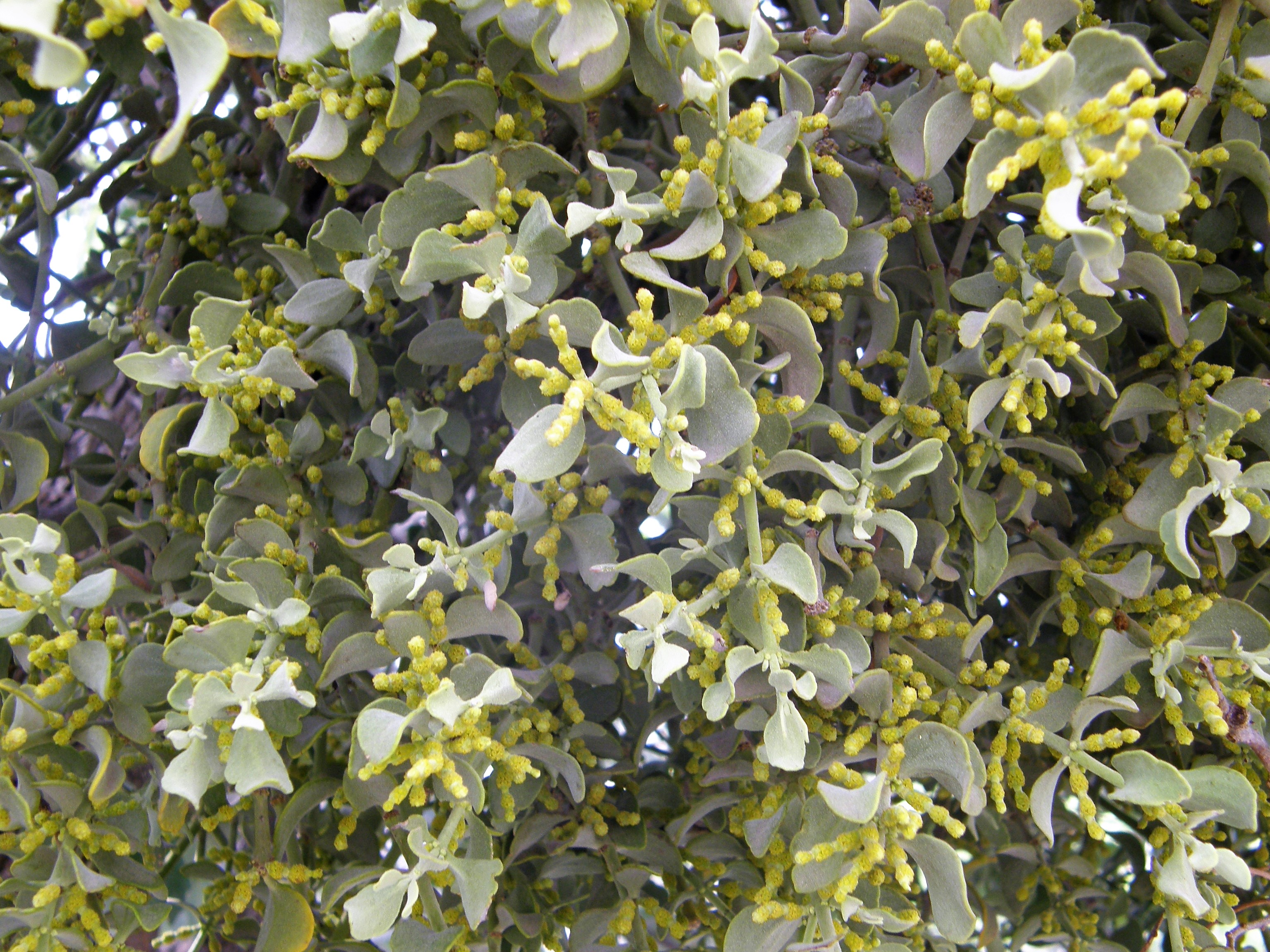 <i>Phoradendron villosum ssp. coryae</i>; Cory's Oak Mistletoe