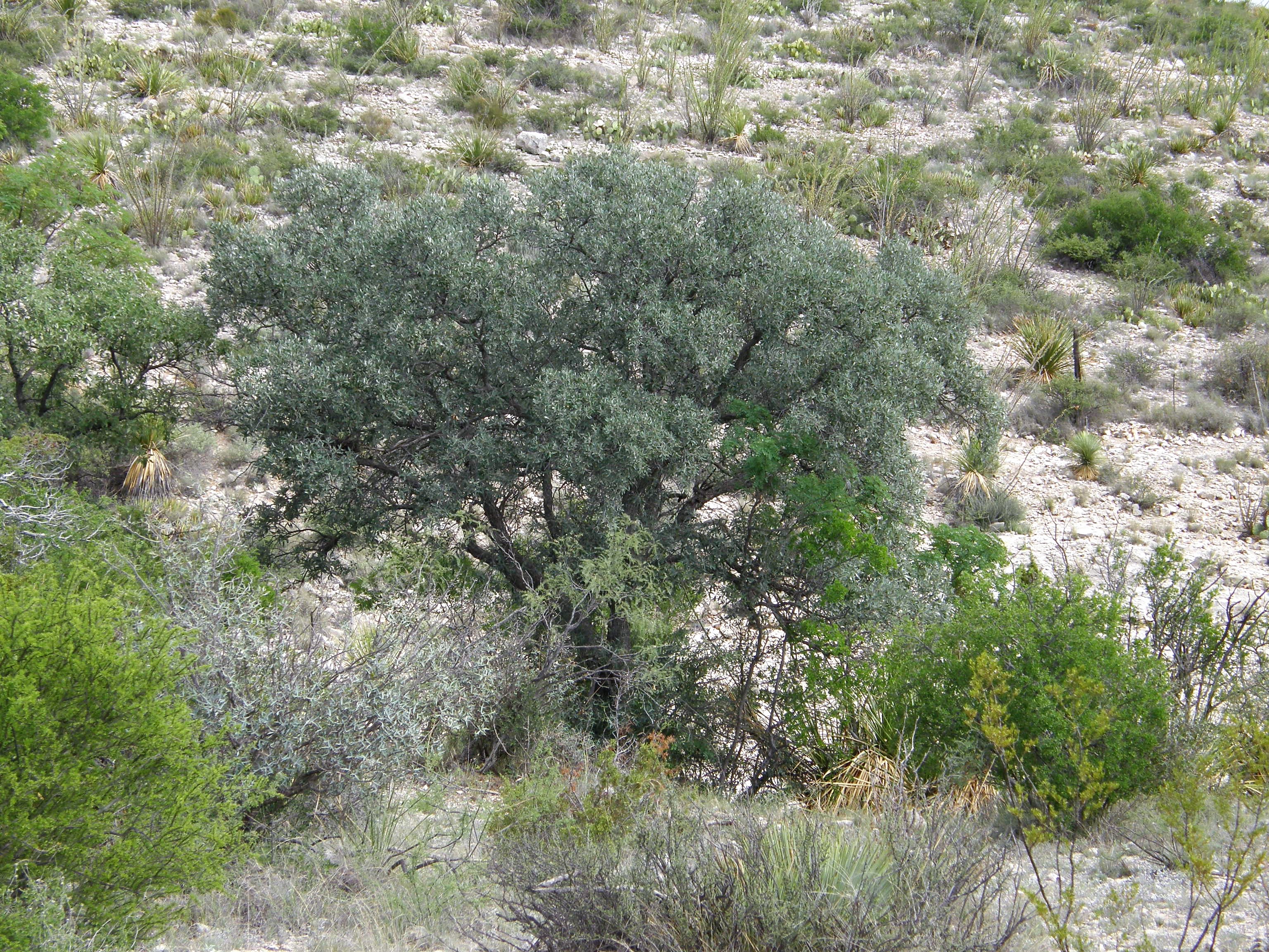 <i>Quercus mohriana</i>; Mohr's Oak
