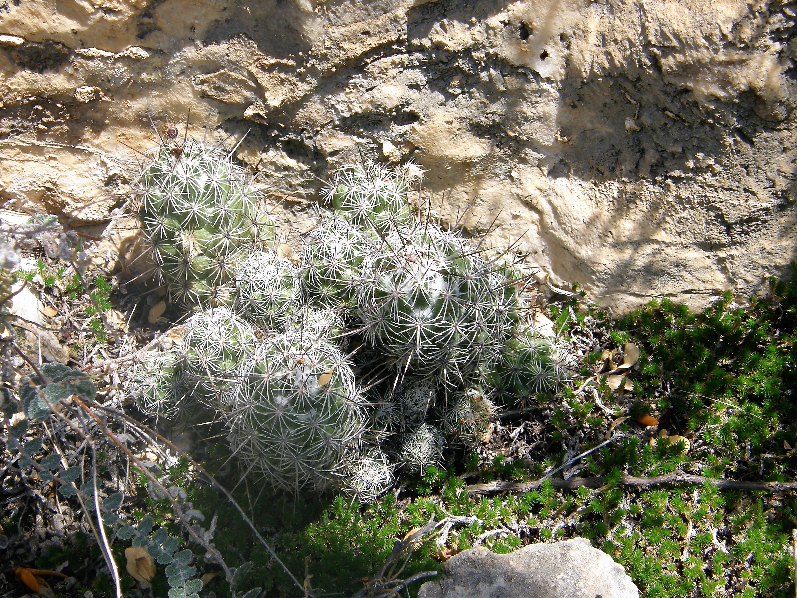 <i>Neolloydia conoidea</i>; Texas Cone Cactus; <small>(shown with <i><a href=/cgi/img_query?where-taxon=Astrolepis+integerrima+&+selaginella+arizonica&title_tag=Astrolepis+integerrima+&+selaginella+arizonica>Astrolepis integerrima & selaginella arizonica</a></i>)</small>